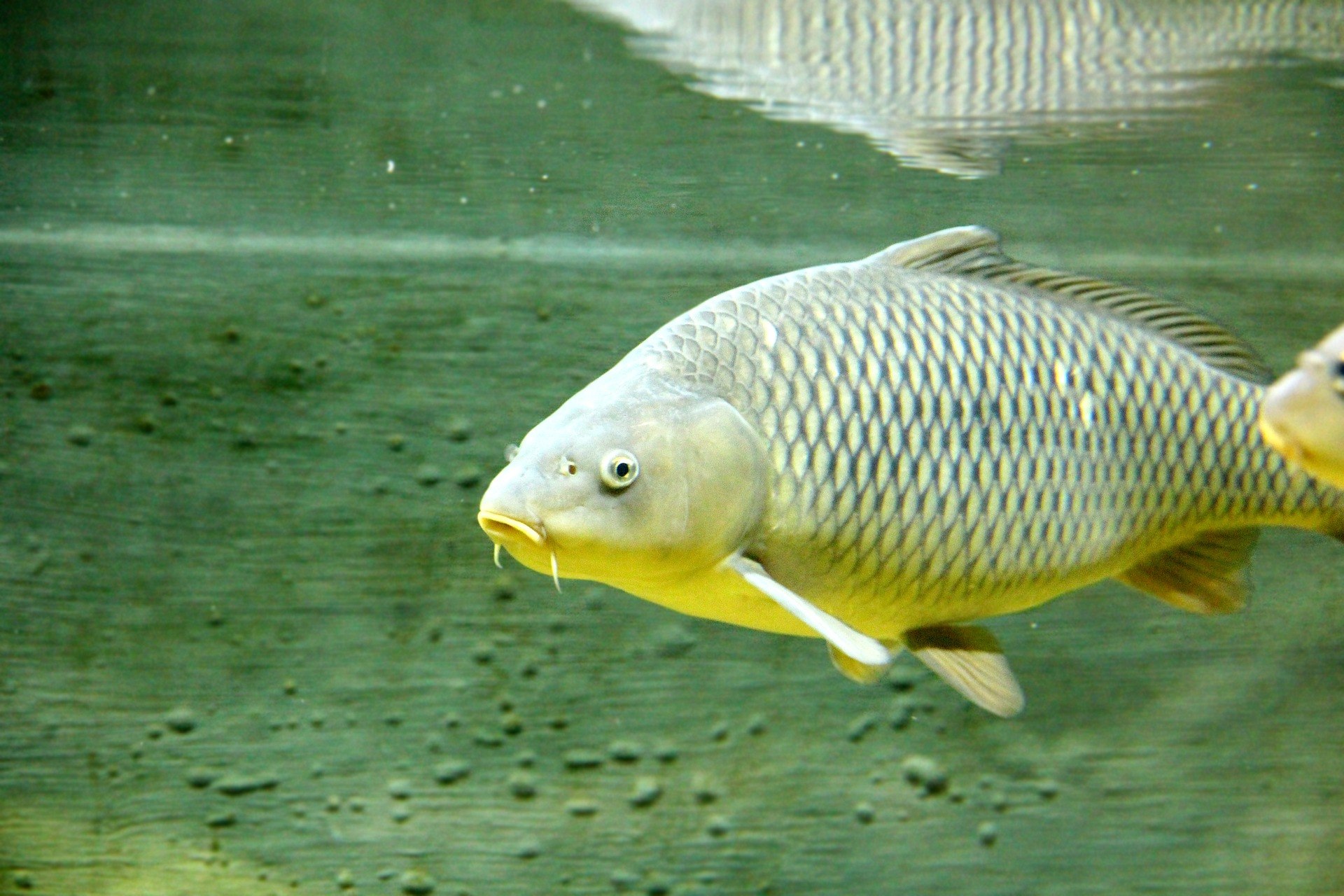 Сазан, обыкновенный Карп. Карп обыкновенный – Cyprinus Carpio. Сазан альбинос. Морской сазан.