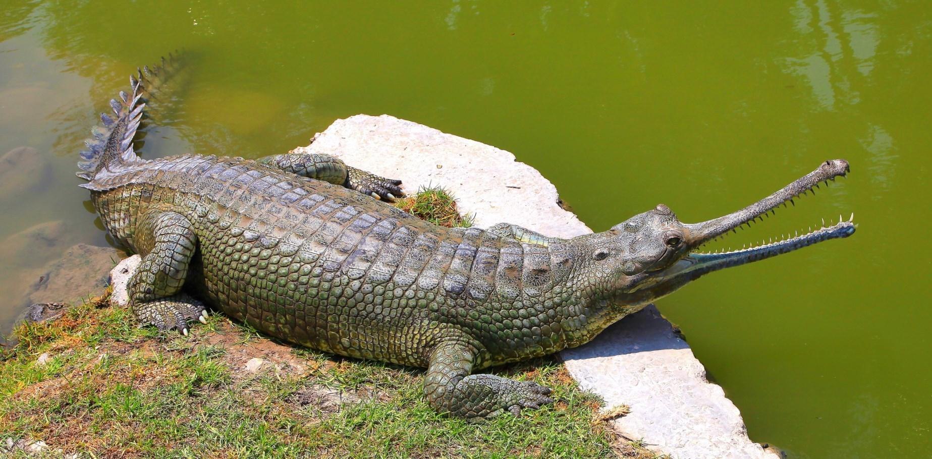 Особь 6 букв. Гангский гавиал. Гавиал крокодил. Индийский крокодил гавиал. Оринокский крокодил.