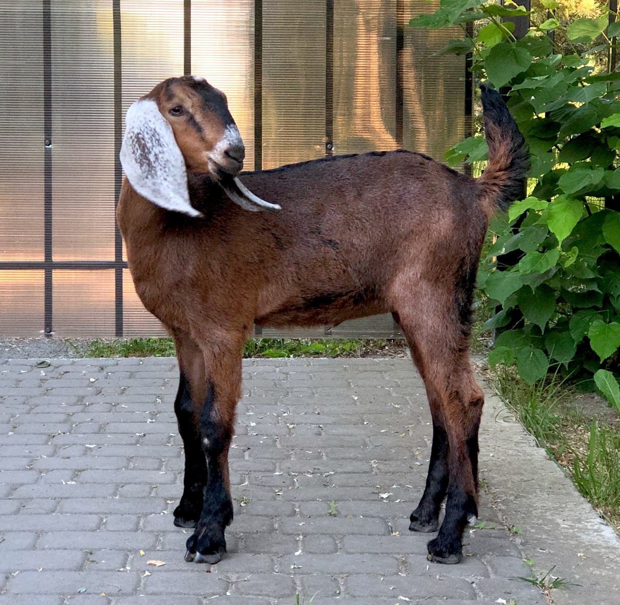 Купить козу нубийской породы. Англо-нубийская коза. Коза нубийской породы. Коза вислоухая нубийская. Породы коз англо-нубийская коза.
