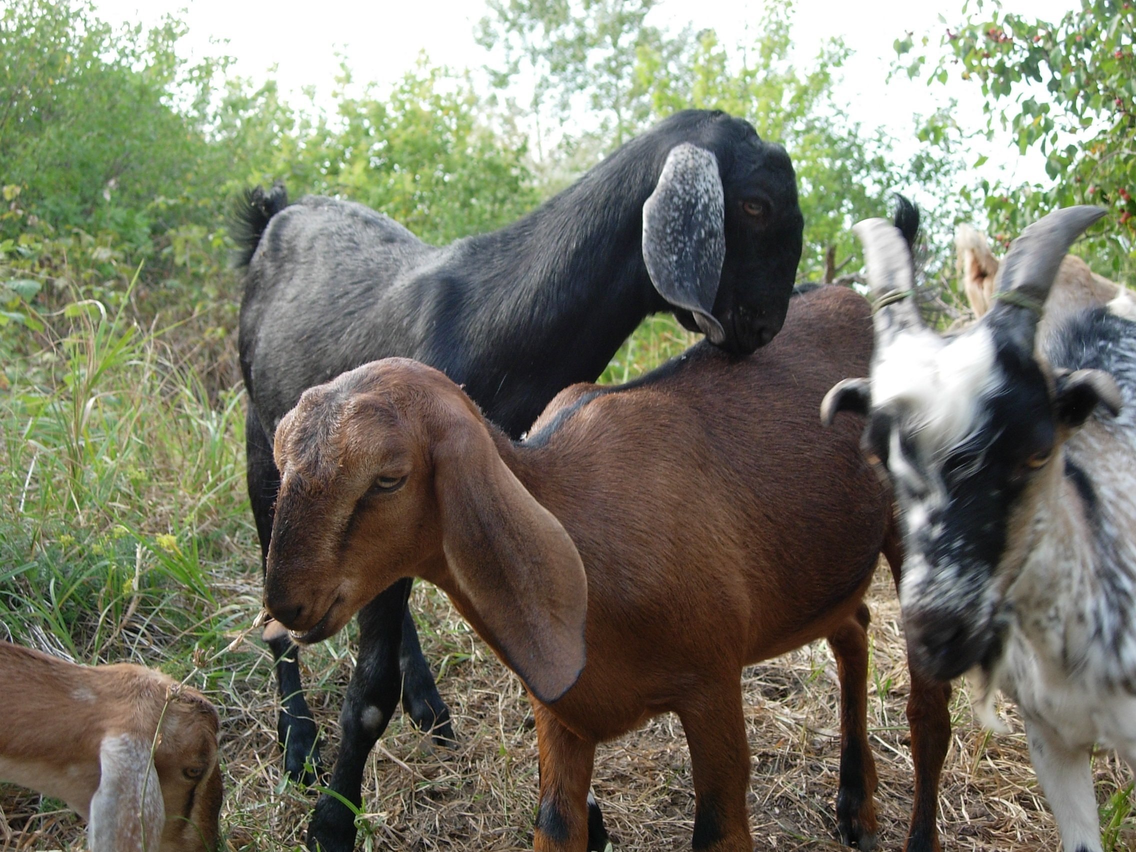Нубийские козы характеристика