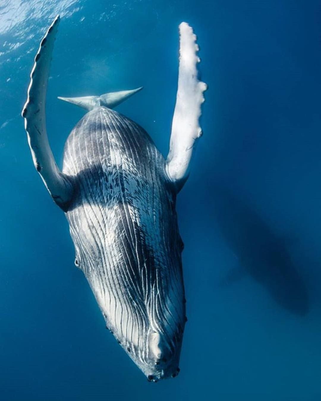 Жизнь синих китов. Голубой кит Balaenoptera musculus. Горбач горбатый кит. Горбатый кит и синий кит. Кит полосатик Горбач.