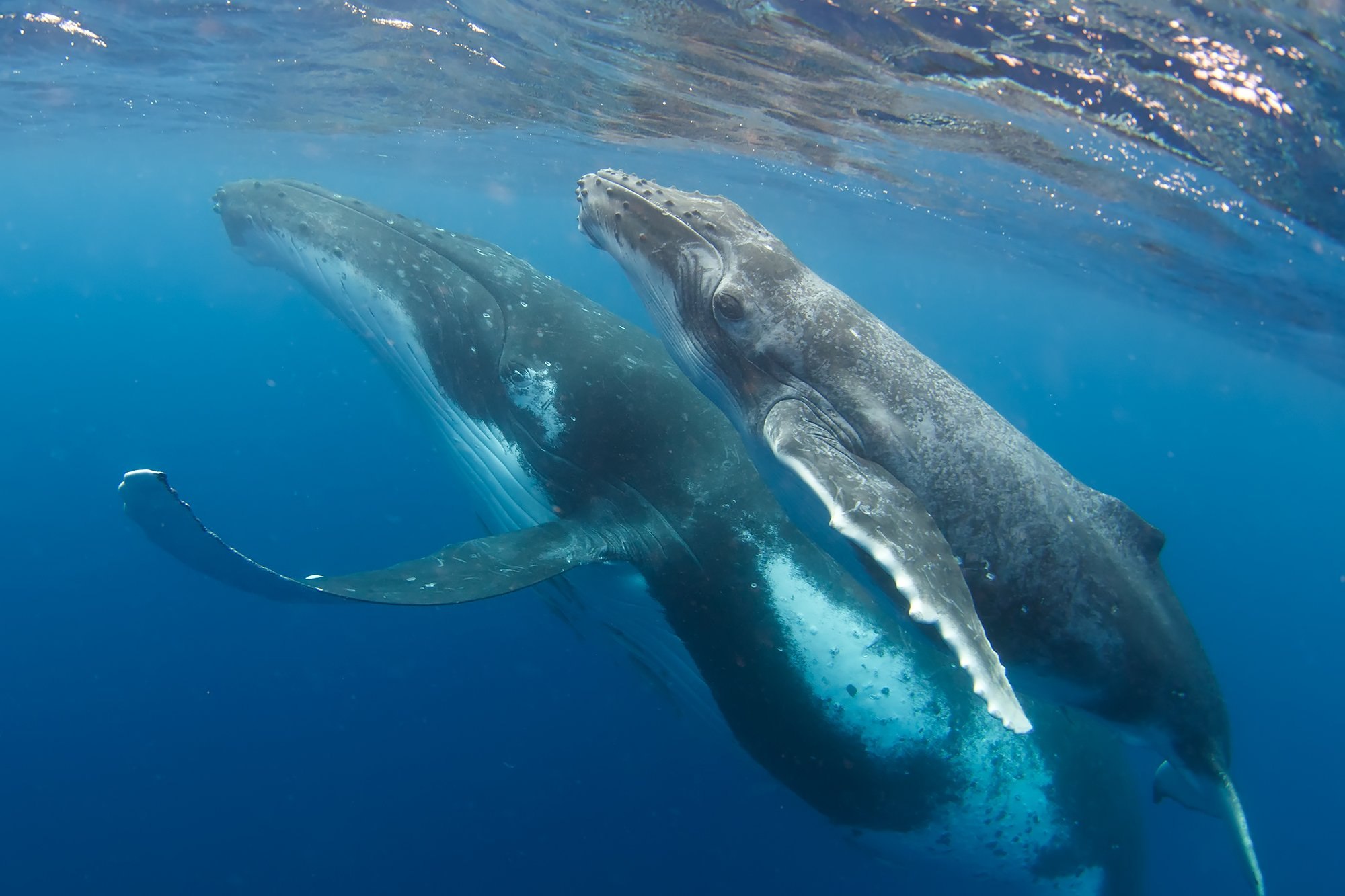 Наханг. Кит Горбач. Китообразные горбатый кит. Горбатый кит тихий океан. Синий горбатый кит.