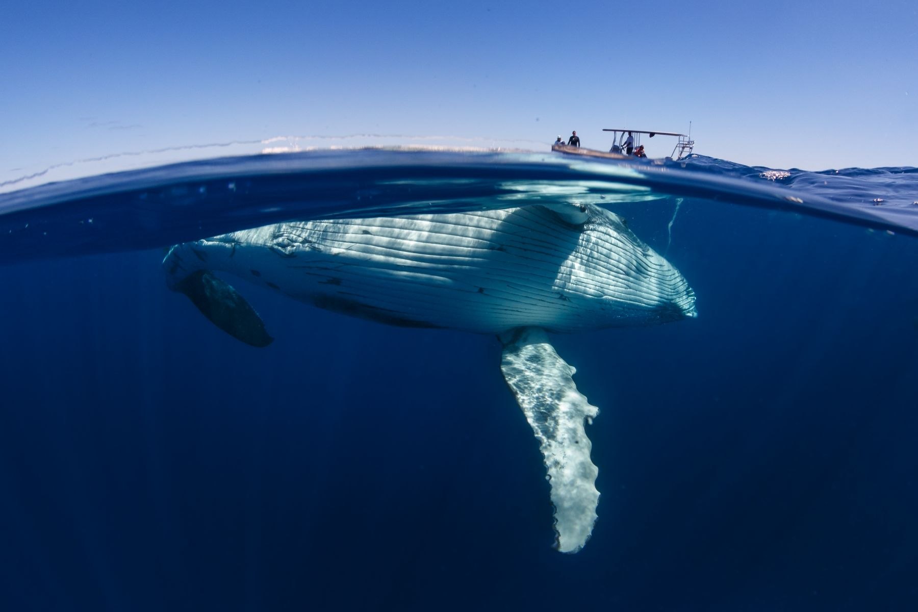 Жизнь синих китов. Кит Горбач. Синий кит Горбач. Горбач горбатый кит. Кит-Горбач, или горбатый кит.