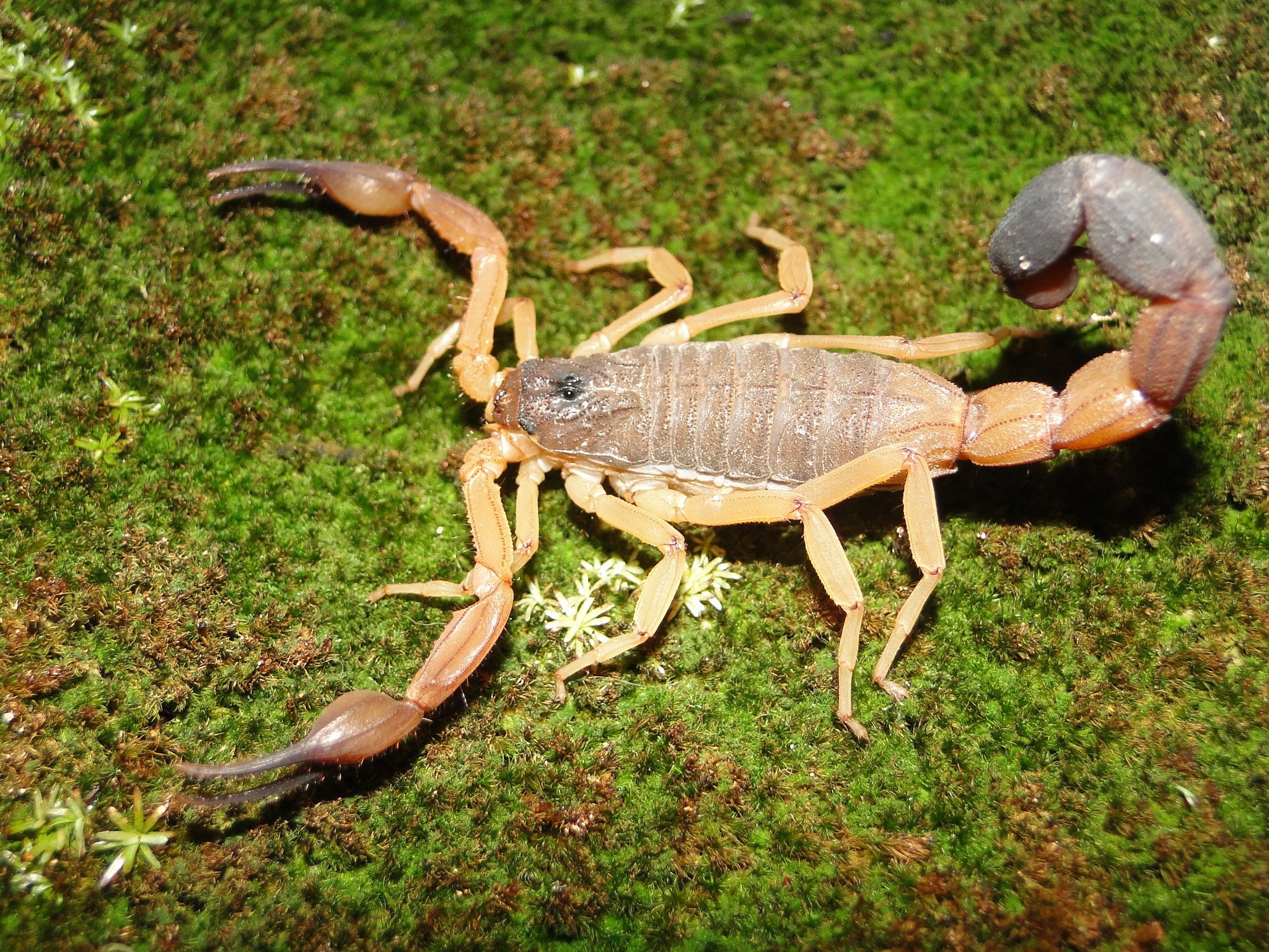 Animals scorpions. Androctonus crassicauda. Стрипедтальский Скорпион. Южноафриканский длиннохвостый Скорпион. Желтый толстохвостый Скорпион.