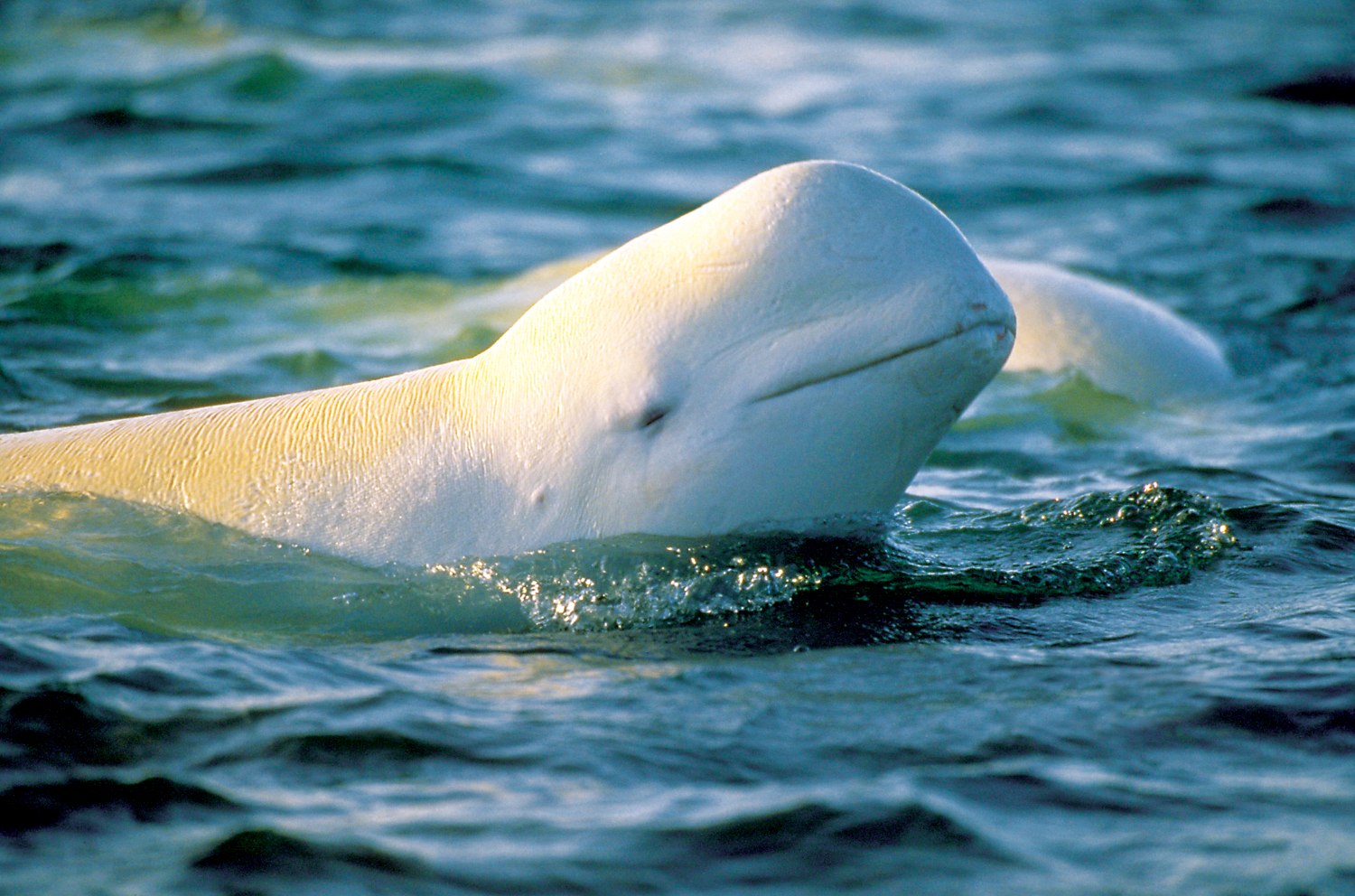 К какой группе океана относится белуха. Кит Белуха. Белый Дельфин Белуха. Касатка Дельфин Белуха кит.