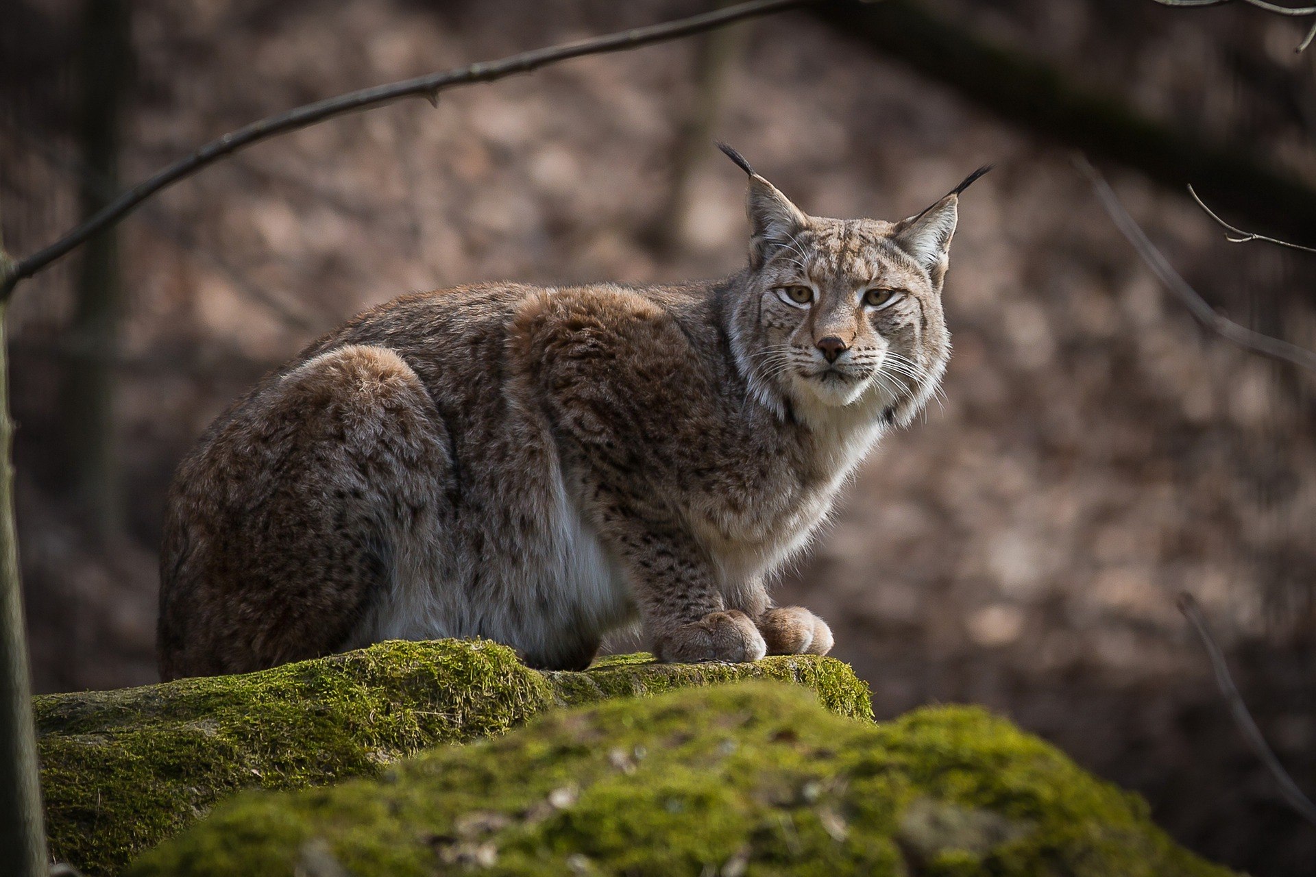 Скажи рысь. Рысь Линкс. Рысь Felis Lynx. Рысь обыкновенная (лат. Lynx Lynx). Рысь европейская обыкновенная.