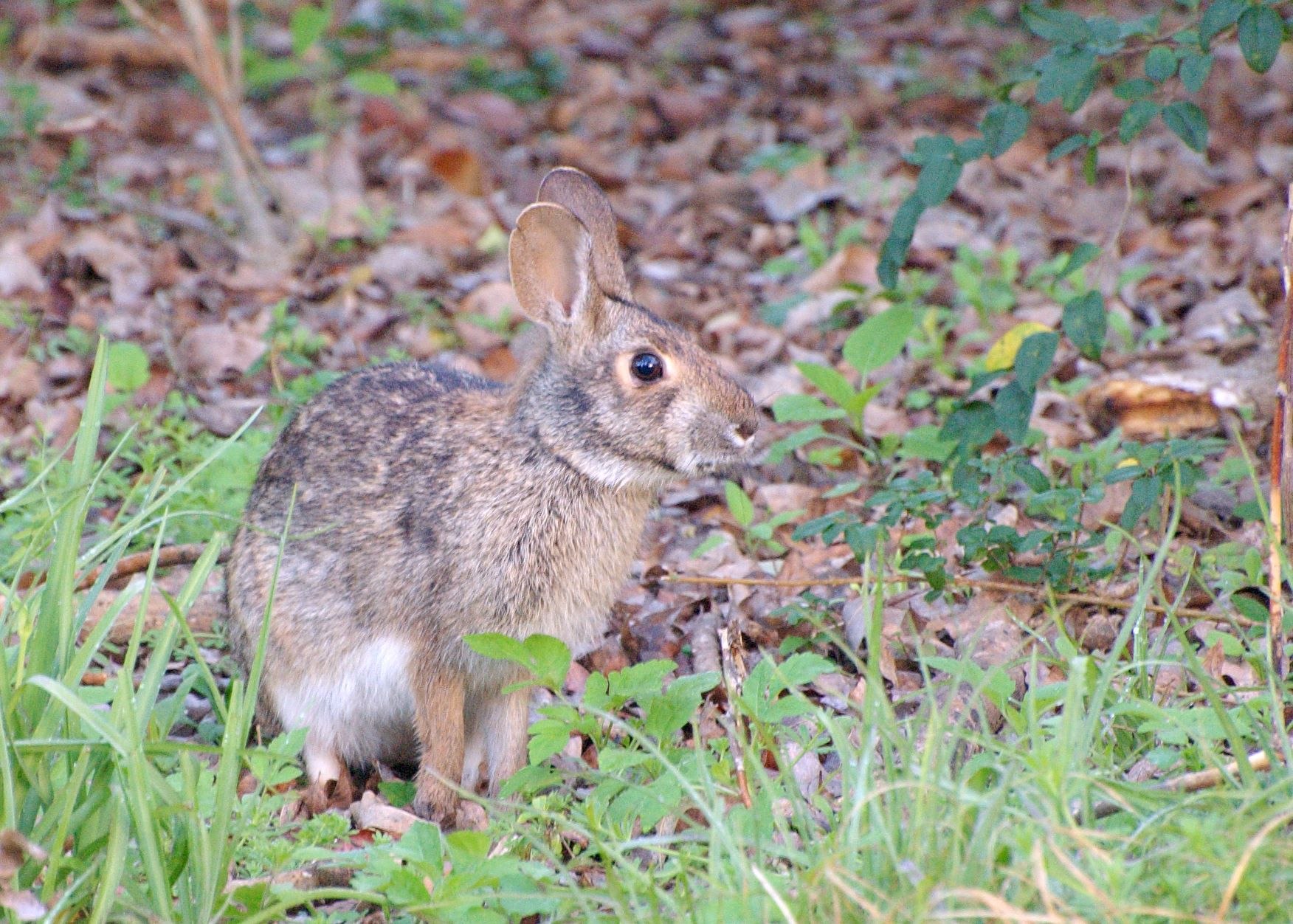 Болотный заяц. Водяной кролик Sylvilagus. Sylvilagus aquaticus болотный кролик. Sylvilagus Cunicularius. Водяной заяц.