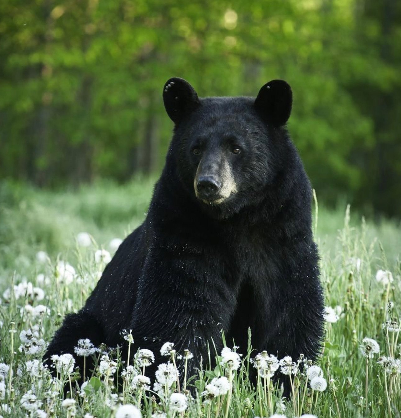 Bear картинка. Блэк Беар. Барибал. Калифорнийский бурый медведь. Медведь Гризли черный.