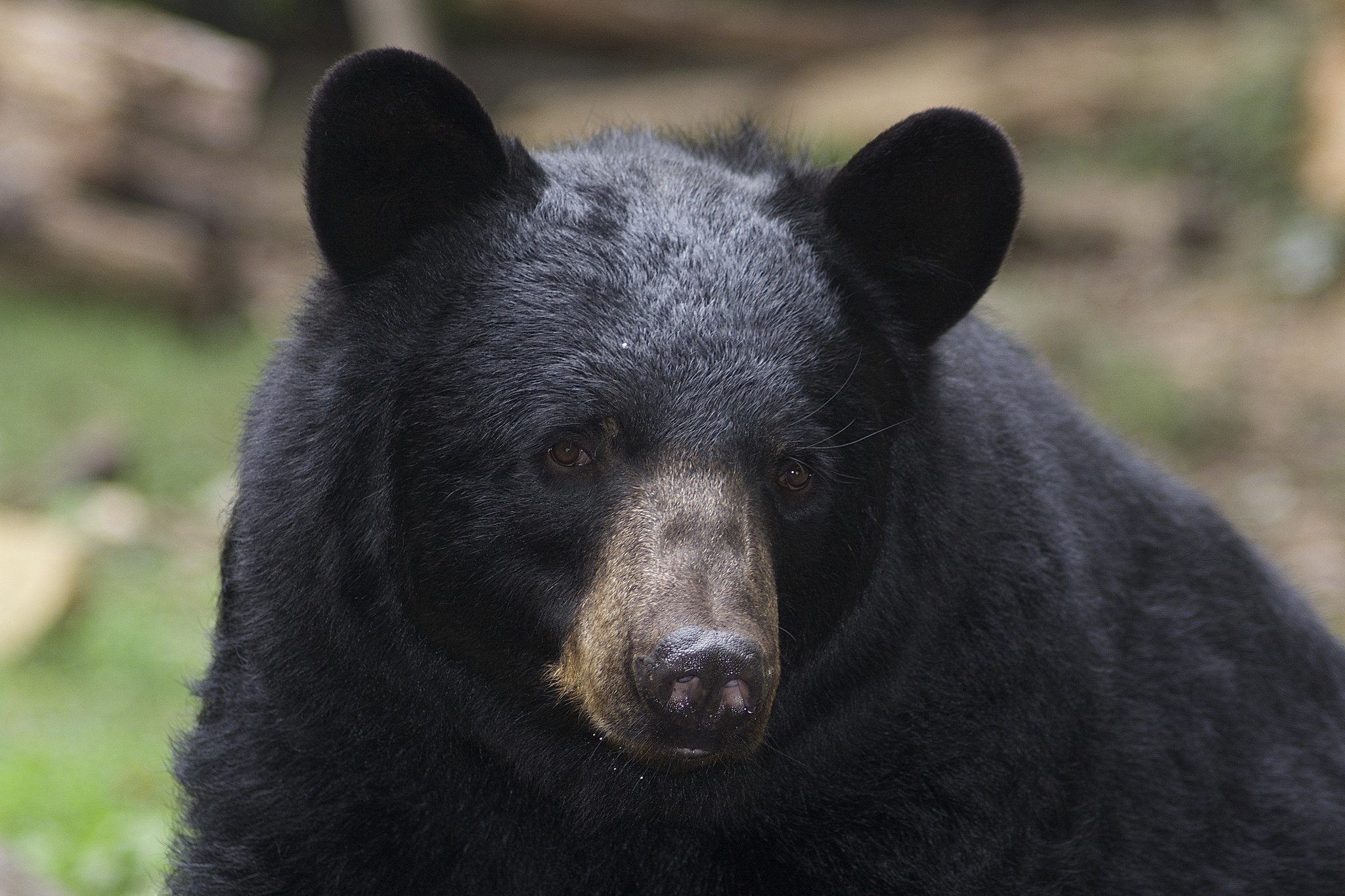 Die bear. Барибал Виннипег. Черного Великого медведя. Black Bear 2020. Слепой Медвежонок барибала.