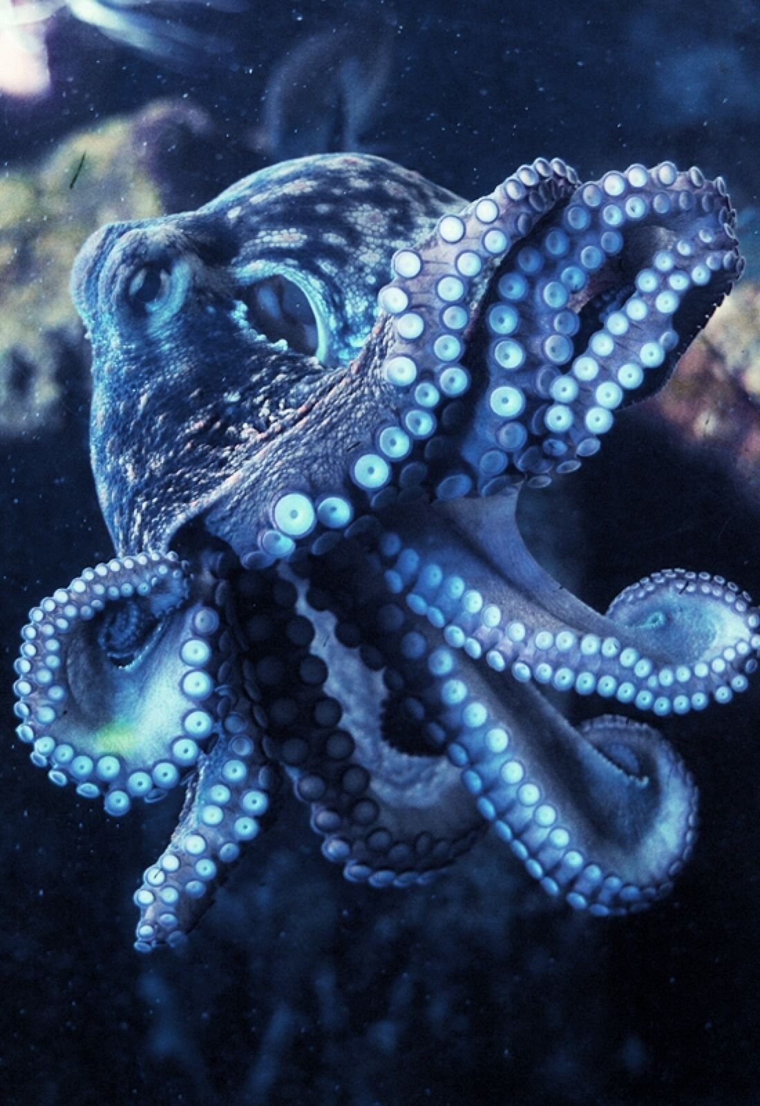 Octopus animal. Осьминог Octopus vulgaris. Длиннощупальцевый Спрут. Октопус вульгарис. Синекольчатый осьминог.