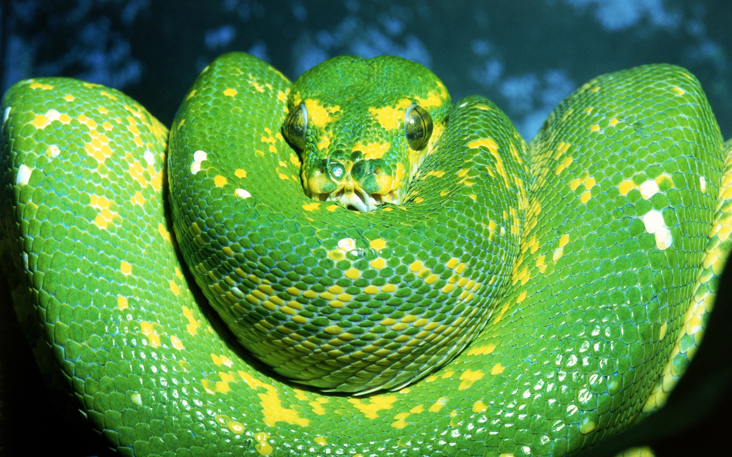 Большие зеленые змеи. Кольчатый питон. Красивые змеи. Зеленая змея. Салатовая змея.