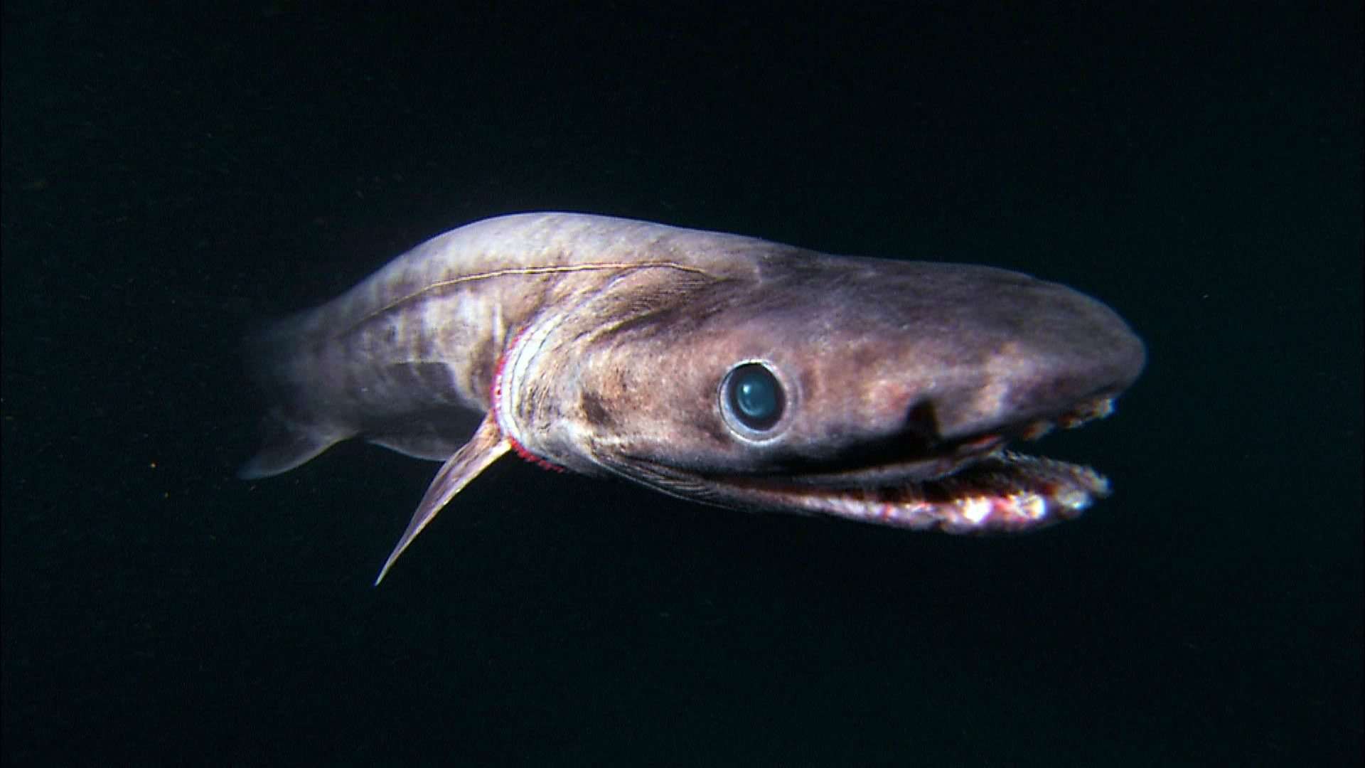 Глубоководная акула