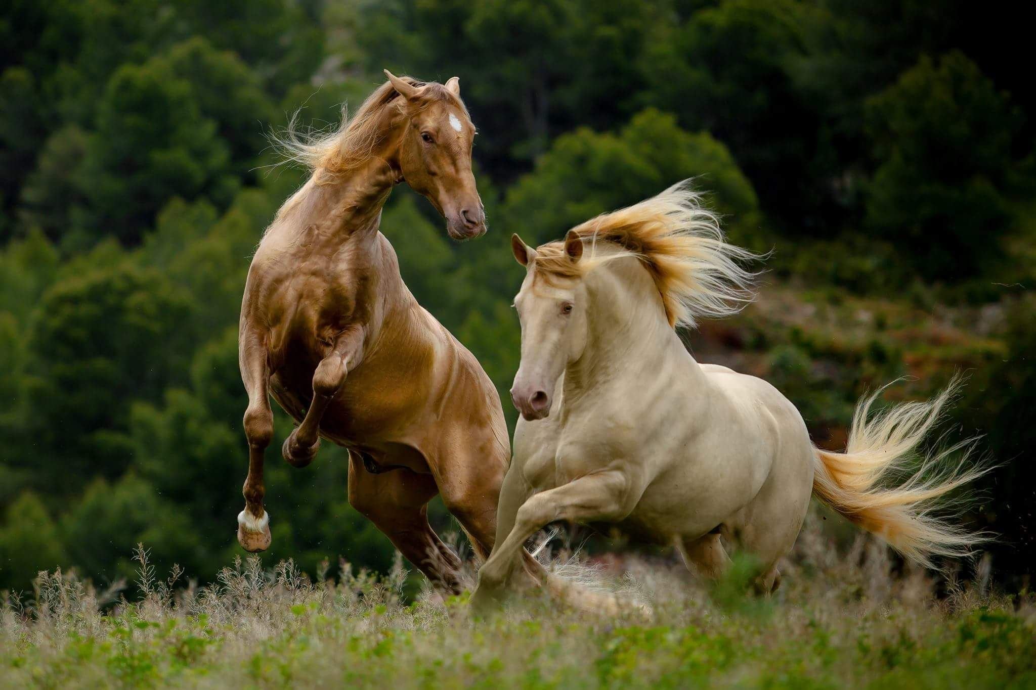 Несколько лошадок. Две лошади. Красивые лошади. Пара лошадей. Красивые лошади на природе.