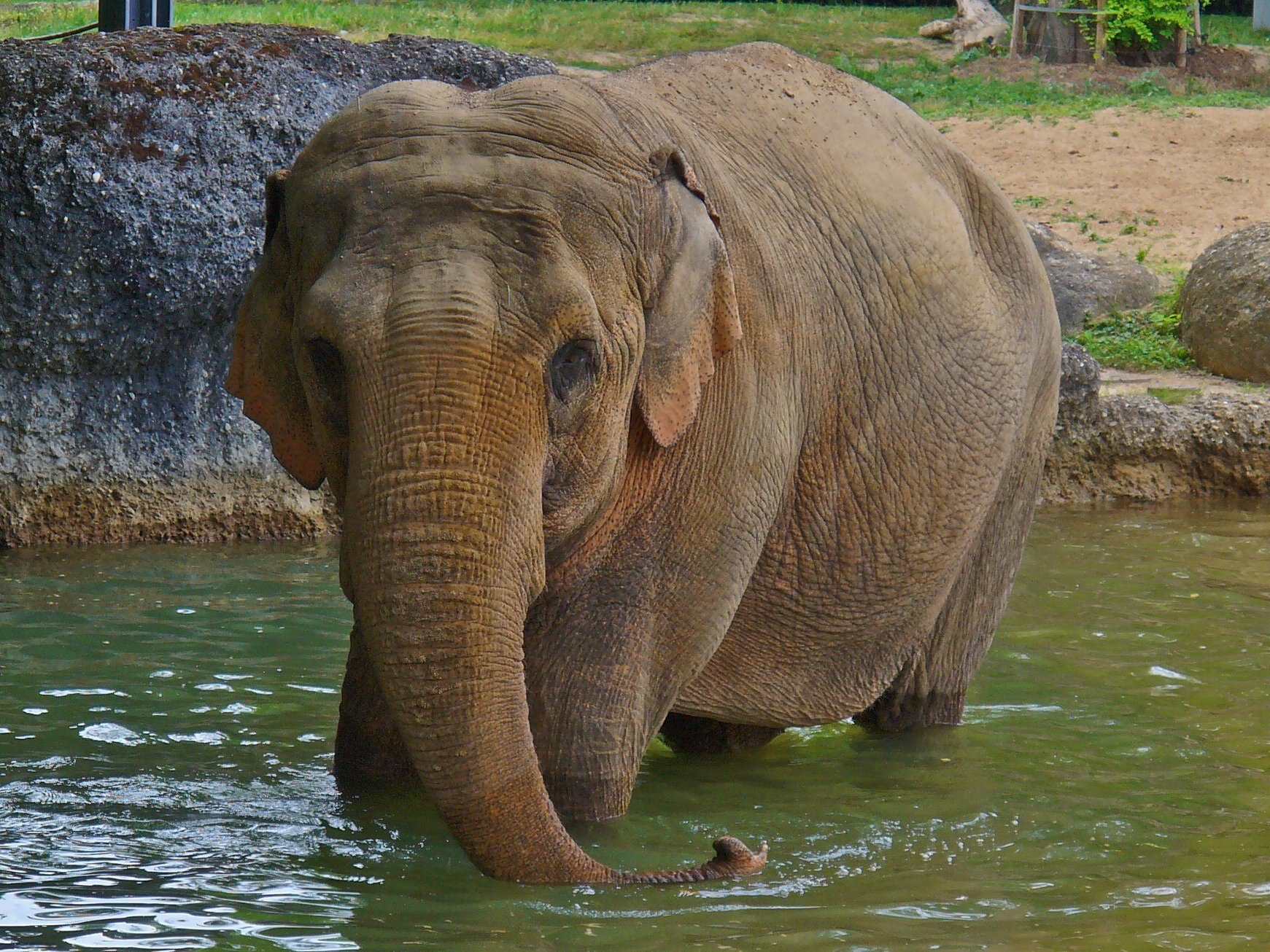 Индийские слоны живут. Индийские слоны хоботные. Индийский слон слон. Азиатский индийский слон. Индийский слон (Elephas Maximus).