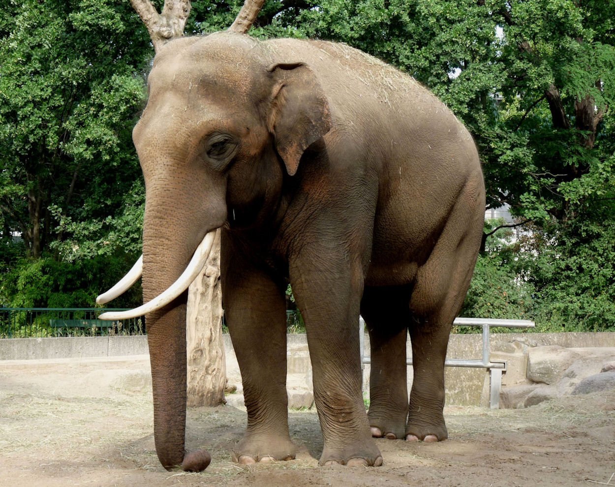 Известно что индийский слон крупное наземное. Хоботные индийский слон. Азиатский слон. Азиатский индийский слон. Дикий азиатский слон.