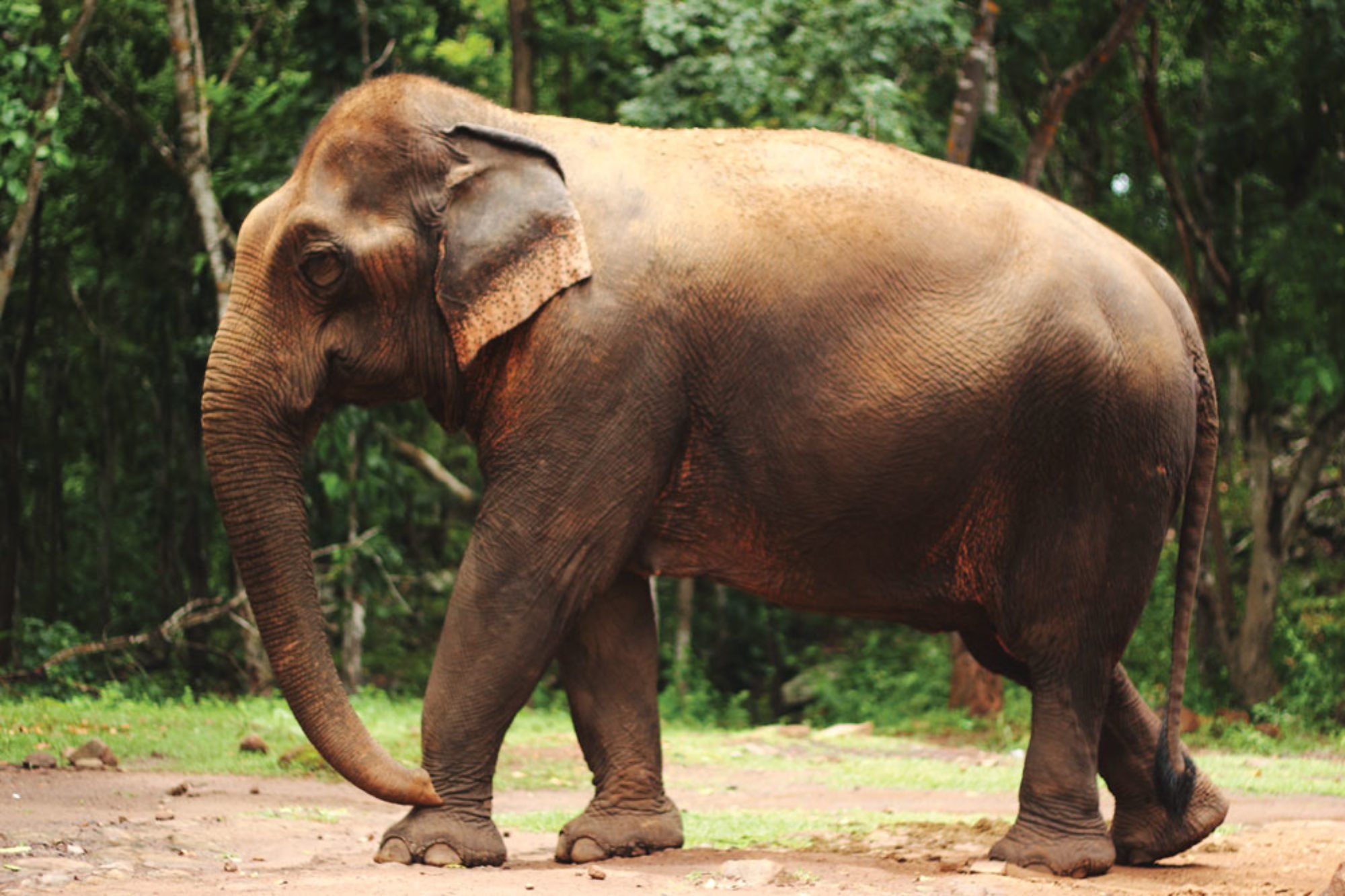 Indian elephant