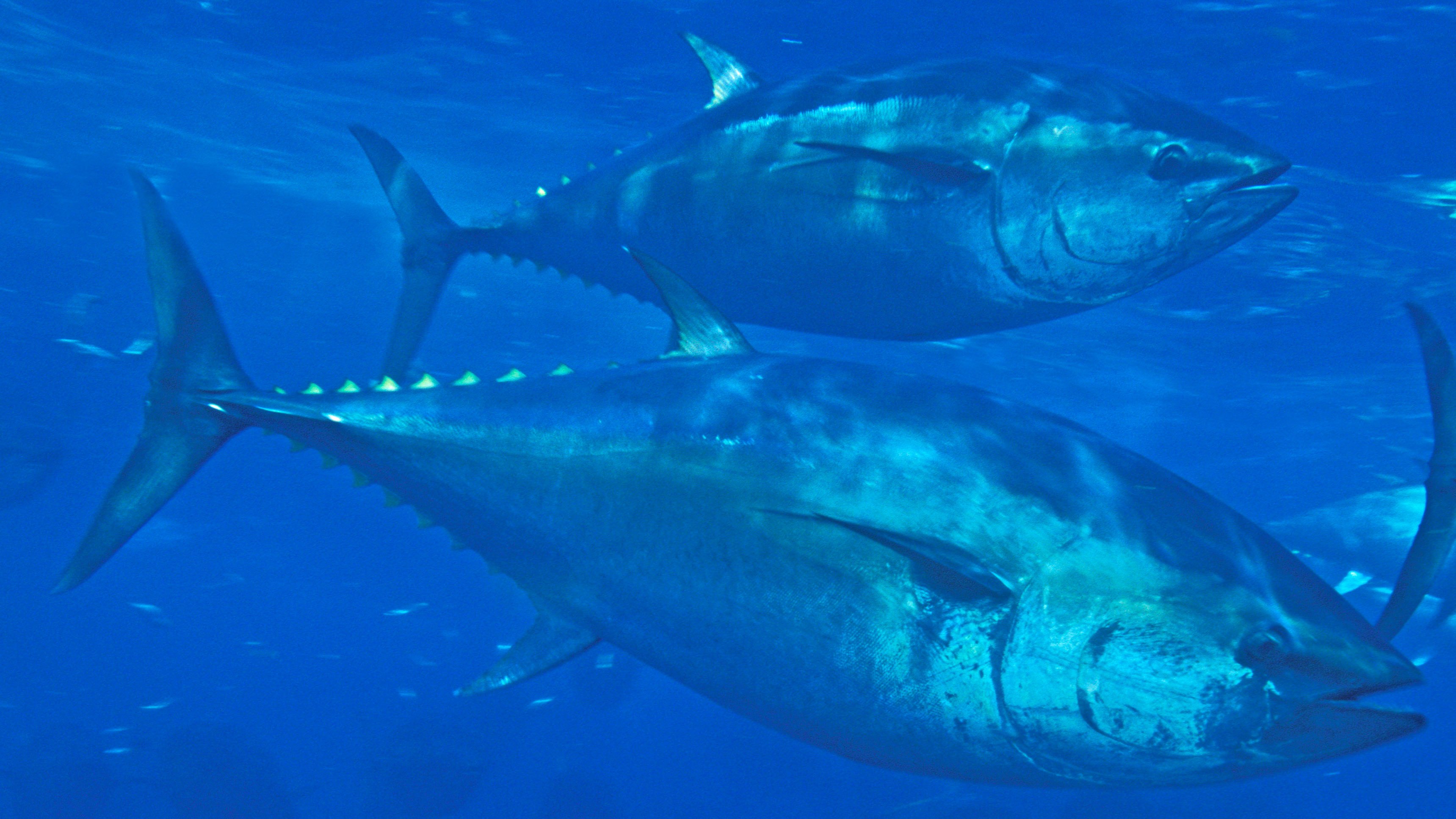 Как выглядит рыба тунец фото