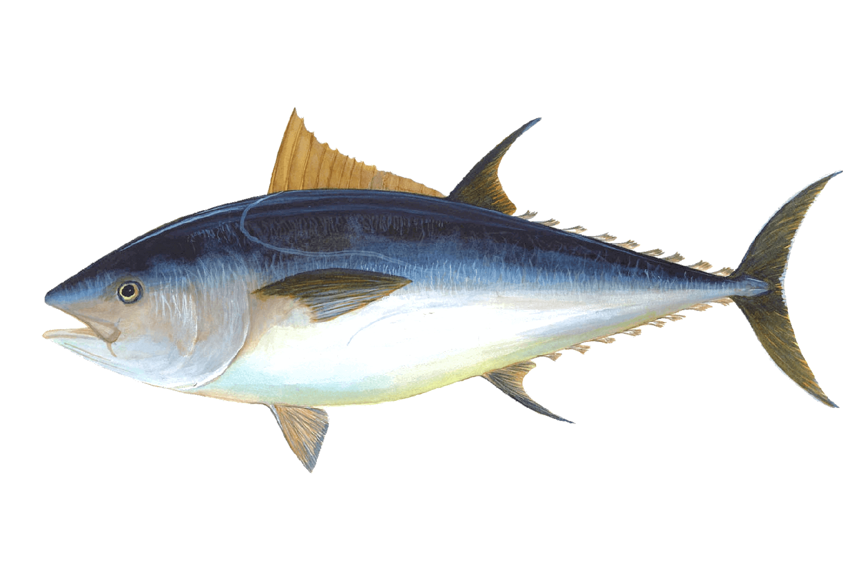 Тунец морская рыба. Рыба Bluefin Trevally. Тунец макрелевый. Желтопёрый тунец. Тунец Альбакор.