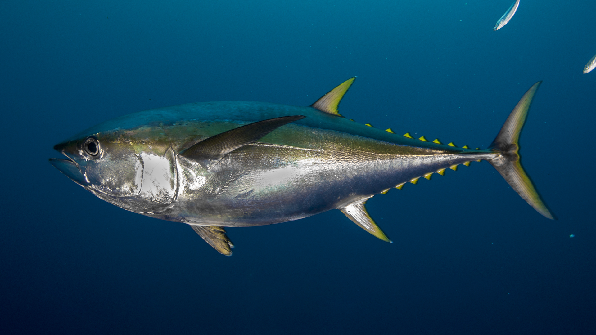 Тунец Bluefin. Длиннопёрый тунец. Желтопёрый тунец. Альбакор.
