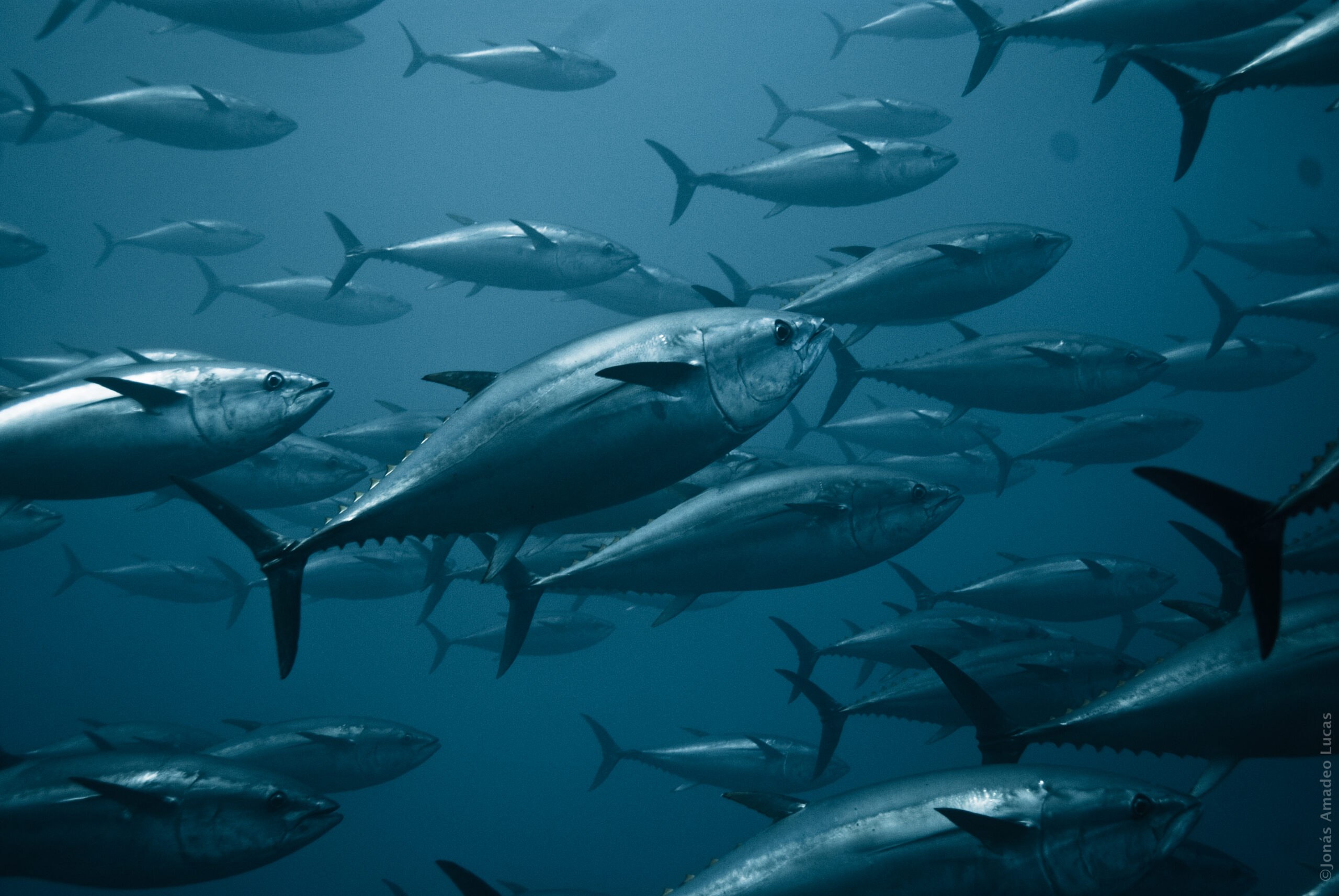 Рыба тунец фото и описание