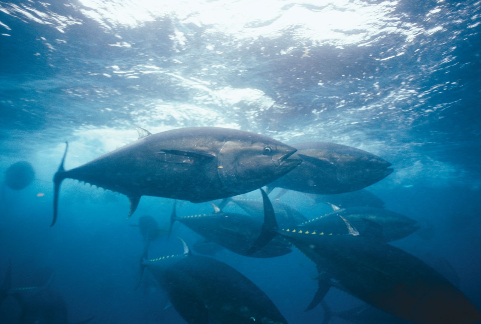 Какие отношения между китом и тунцом. Тунец Bluefin. Тихоокеанский голубой тунец. Атлантический тунец. Большая морская рыба.