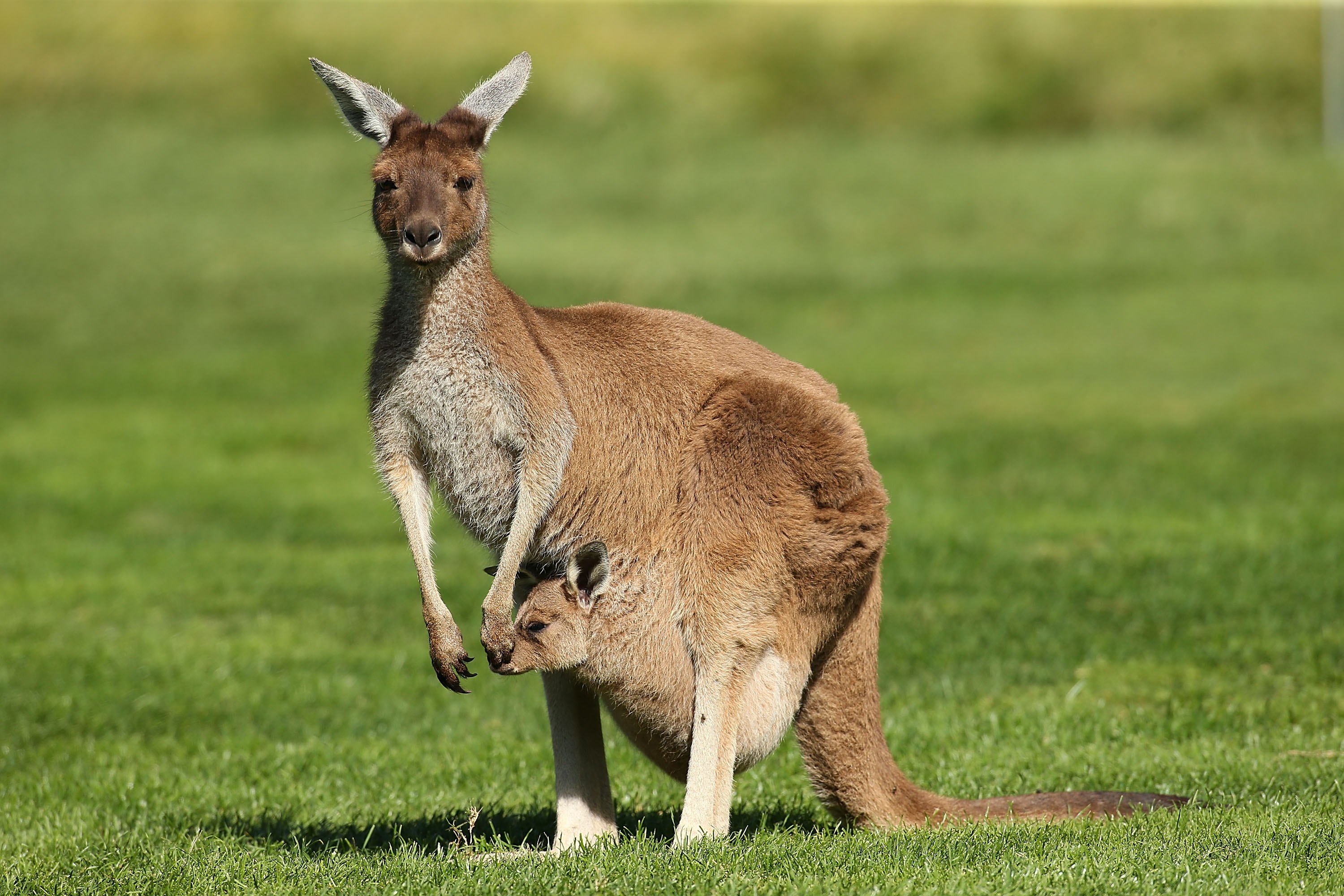 На каком материке находится кенгуру. Кенгуру в Австралии. Сумчатые кенгуру. Рыжий кенгуру Австралии. Эндемики Австралии кенгуру.