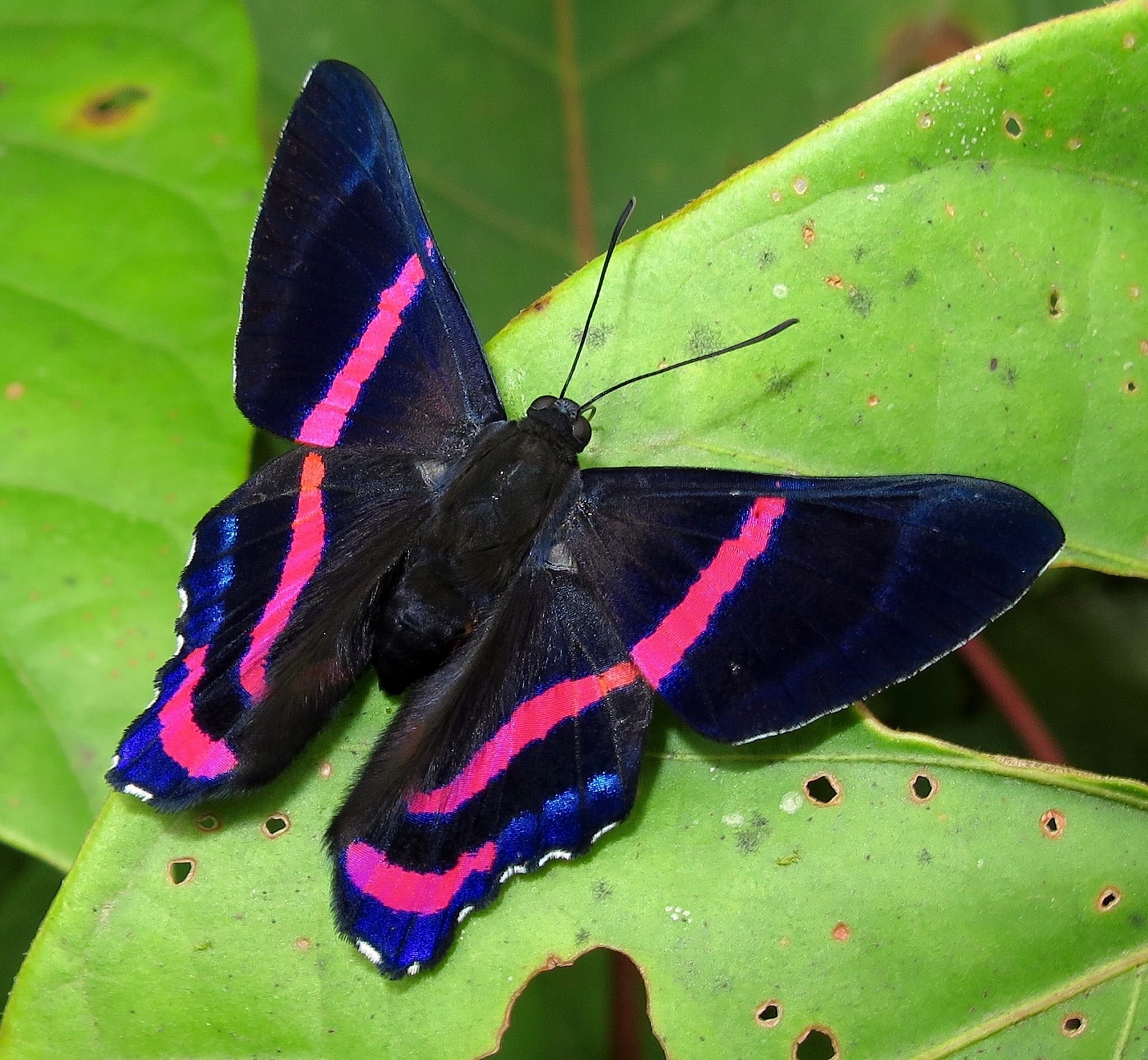 Бабочки фиолетового цвета. Пурпурный Император бабочка. Горгеус бабочка. Бражник Монарх. Перу бабочка Баттерфляй.