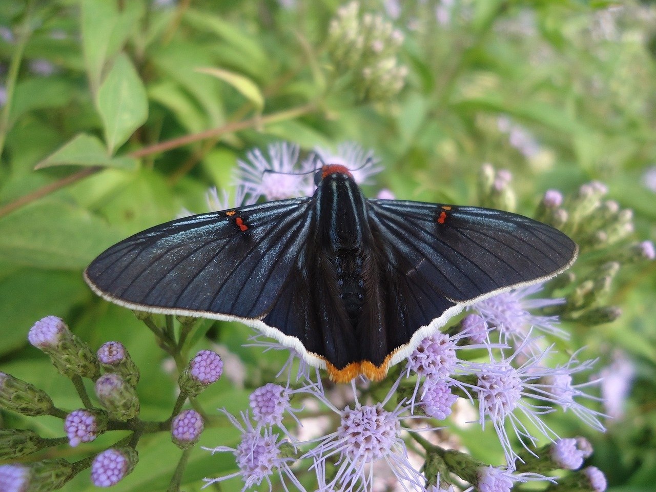 Сохранение темных бабочек в результате. Черный Кардинал бабочка. Бабочка Баттерфляй Блэк. Черный мотылек. Темная бабочка.