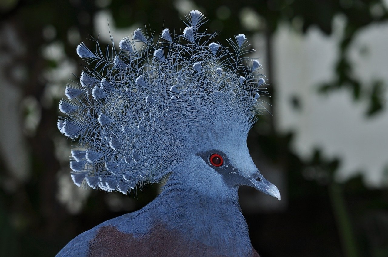 Венценосный голубь белый