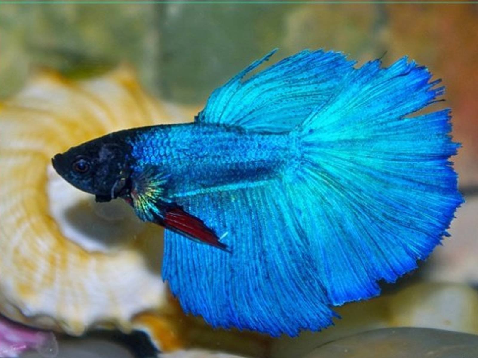 петушок рыбка синий фото