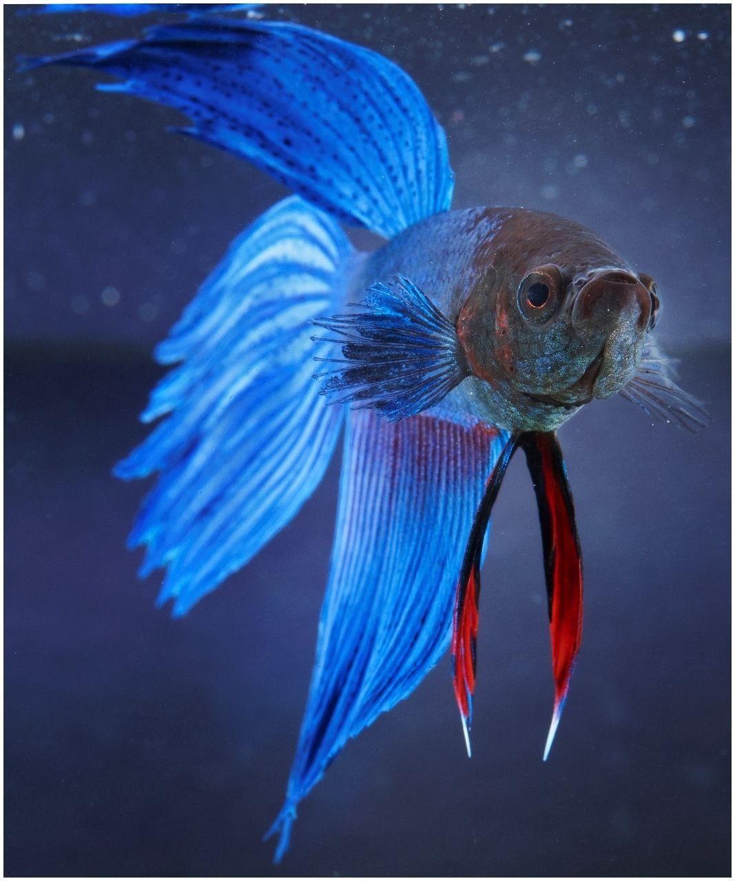 К чему снится красивая рыба. Вуалевый петушок аквариумная рыбка. Рыбка петушок вуалехвост. Петушок вуалехвост синий. Рыбка вуалехвост голубая.