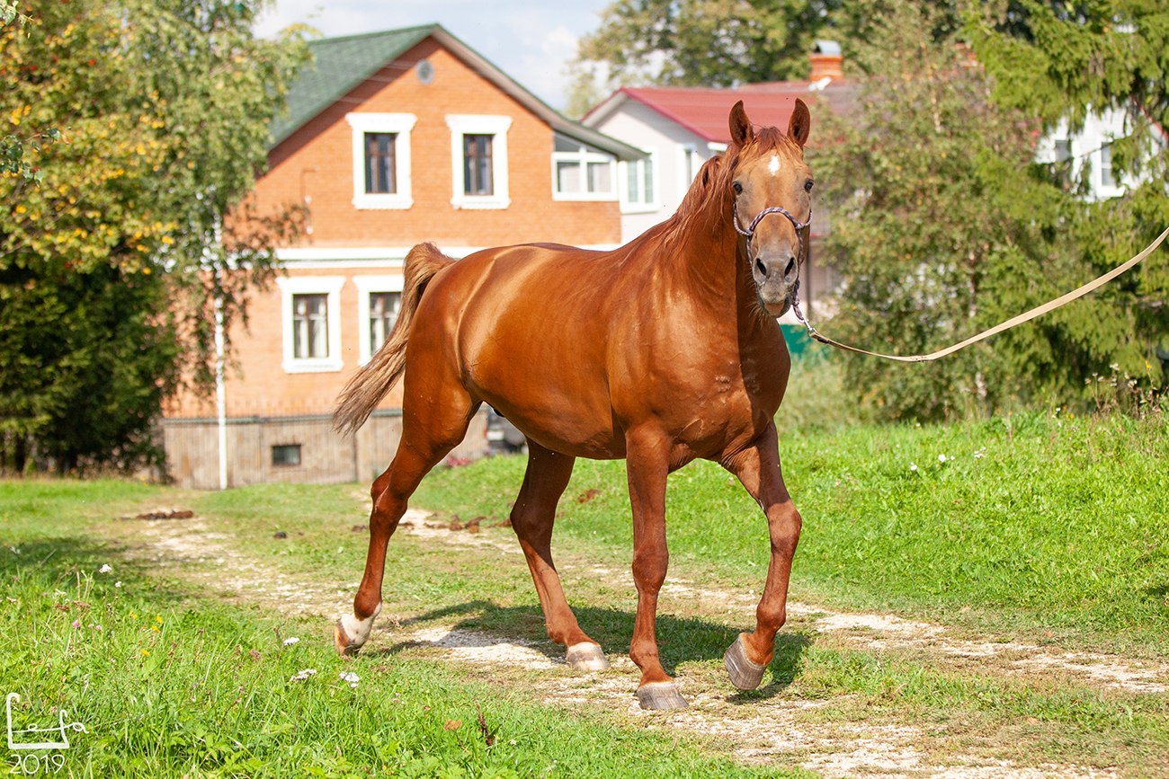 Продажа лошадей московской
