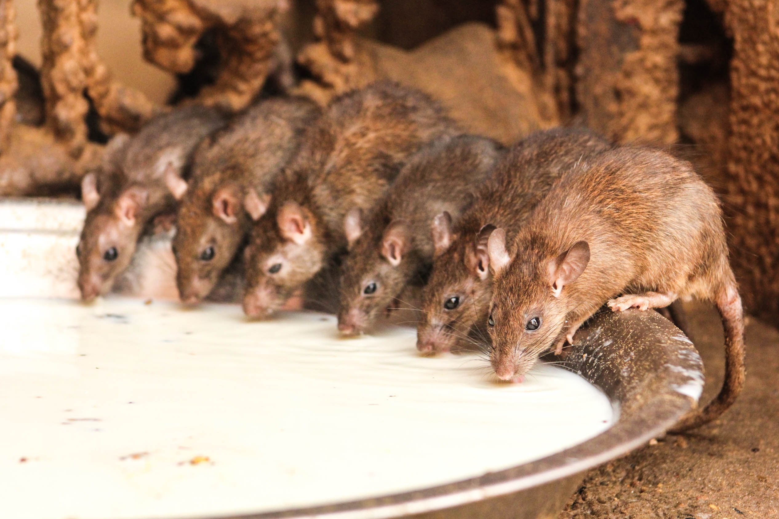 Шесть мышей. Мастомис Африканская многососковая крыса. Семейство крысиных Пасюк. Семья крыс.