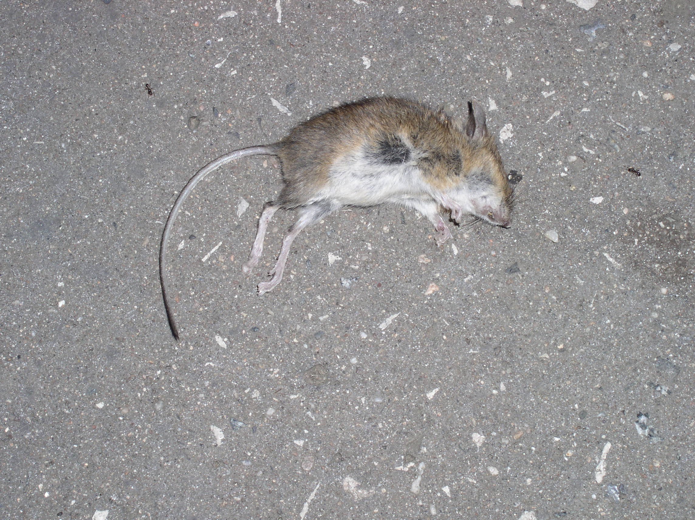 Мертвая мышь на пороге дома