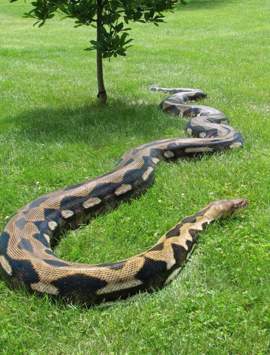 Змея питон большой