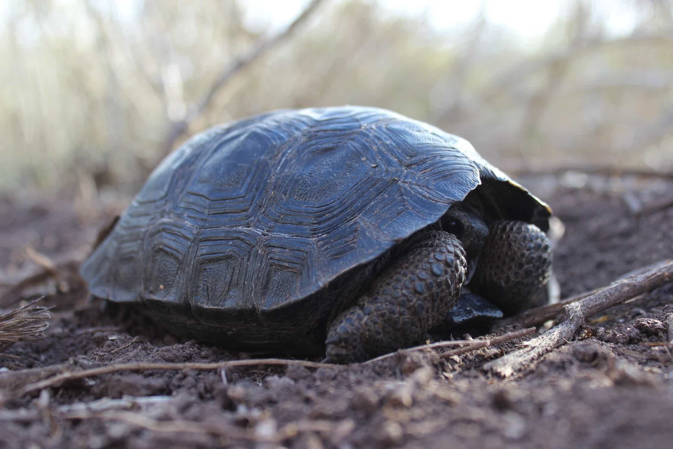 Слоновая черепаха среда обитания. Галапагосская черепаха. Дермохелис черепаха. Галапагосская слоновая черепаха. Галапагосские острова черепахи.