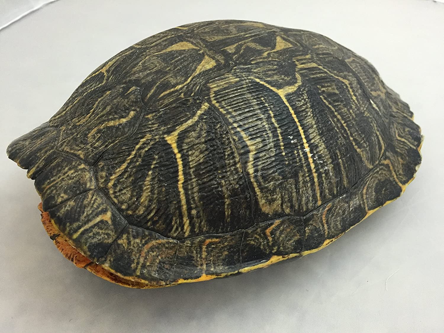 Turtle shell. Панцирь черепахи снизу. Черепаший панцирь. Черепаха карапакса. Панцирь черепахи.