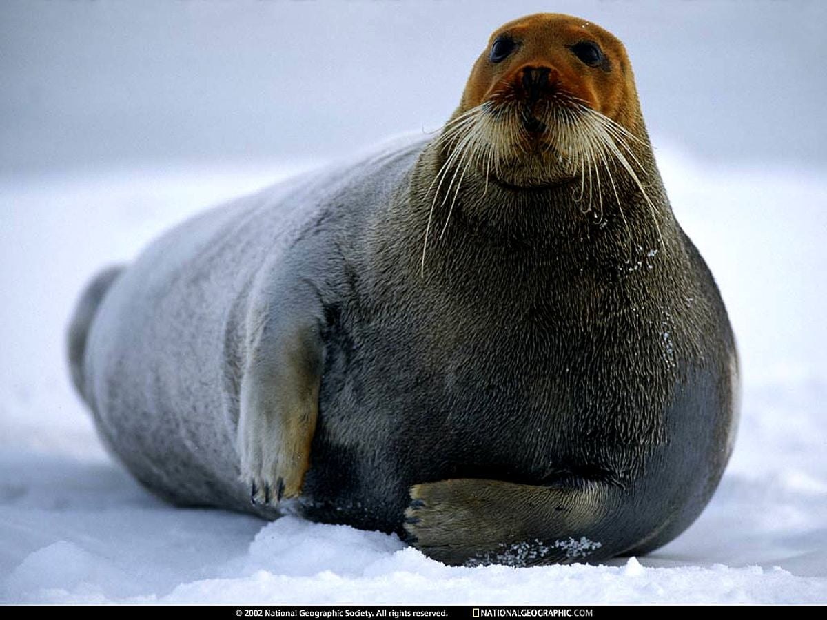 Тюлень в тундре. Лахтак морской заяц. Тюлень морской заяц. Морской заяц ластоногие. Моржи, тюлени, нерпы Арктика.