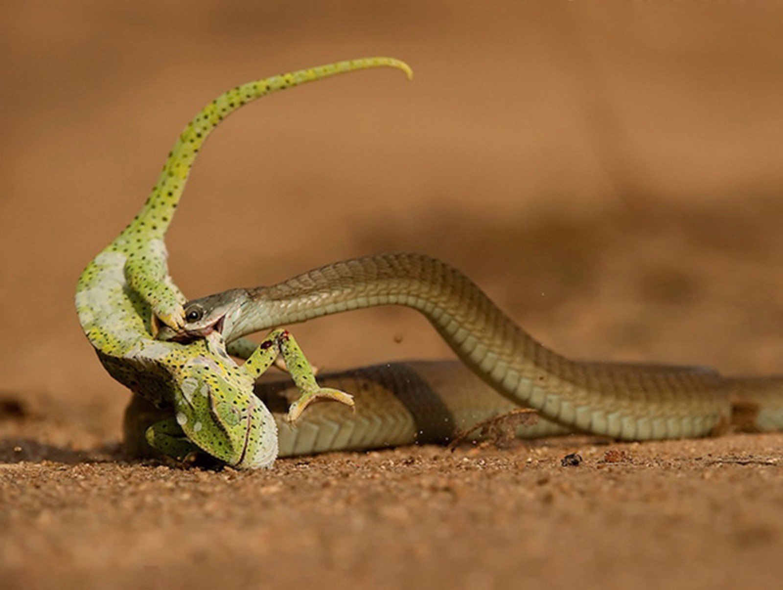 Змея хамелеон