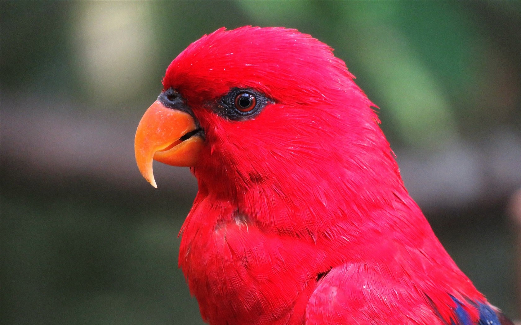 Волнистый попугай красный (61 фото) - красивые фото и картинки pofoto.club