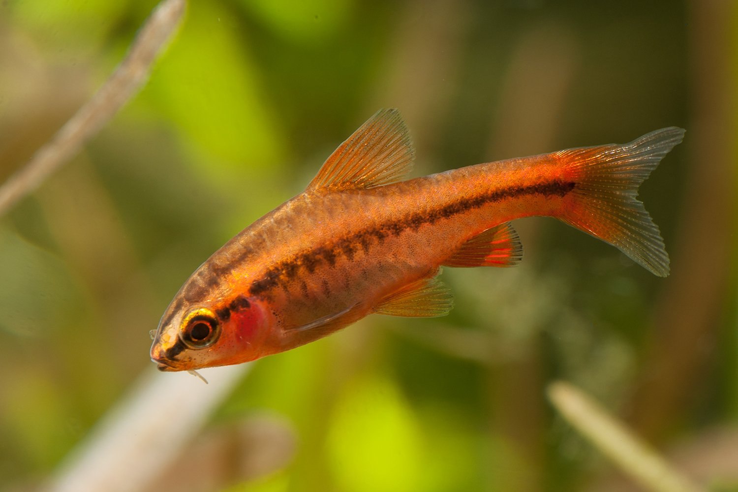 Аквариумная рыбка на букву т. Рыбка вишневый Барбус. Барбус вишневый аквариумная рыбка. Барбус вишневый (Puntius titteya). Барбус вишневый вуалевый.