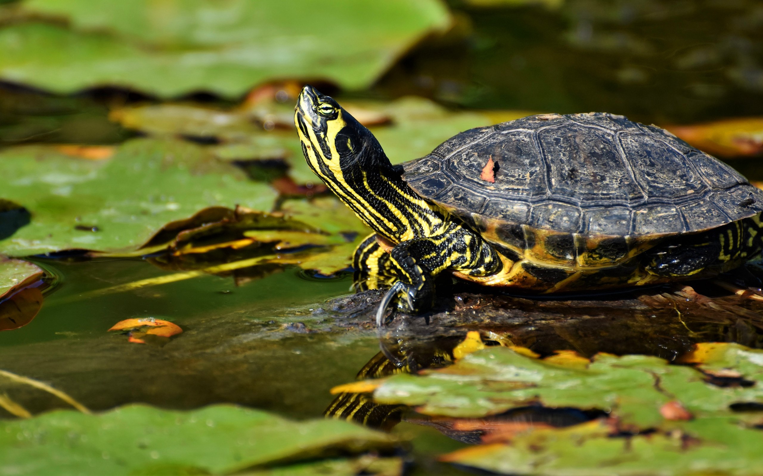 Водяные черепахи виды с фото и названиями