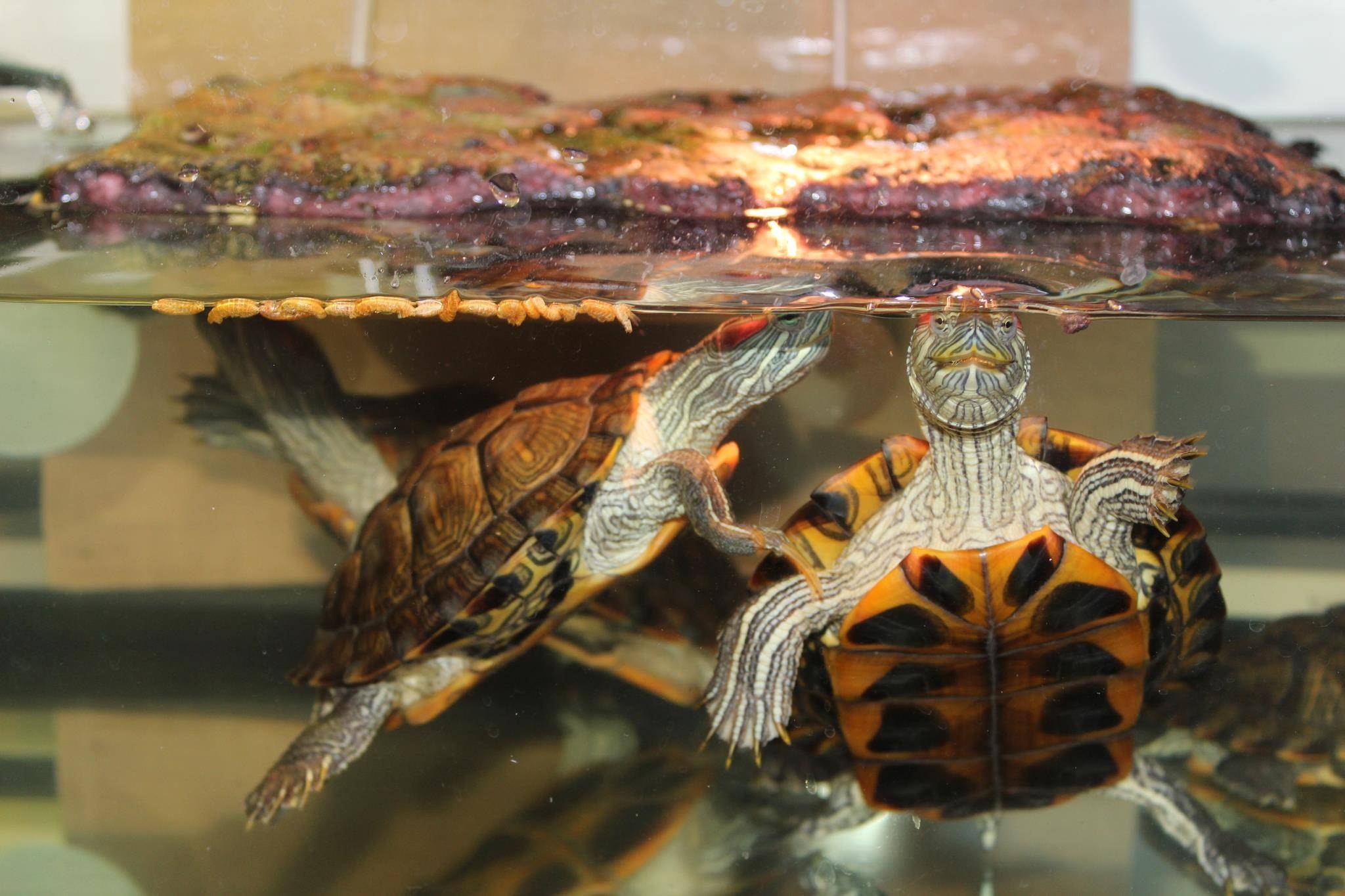 Черепаха в аквариуме уход. Красноухая черепаха. Аквариумная черепаха красноухая. Черепаха водная красноухая. Черепашонок красноухой черепахи.
