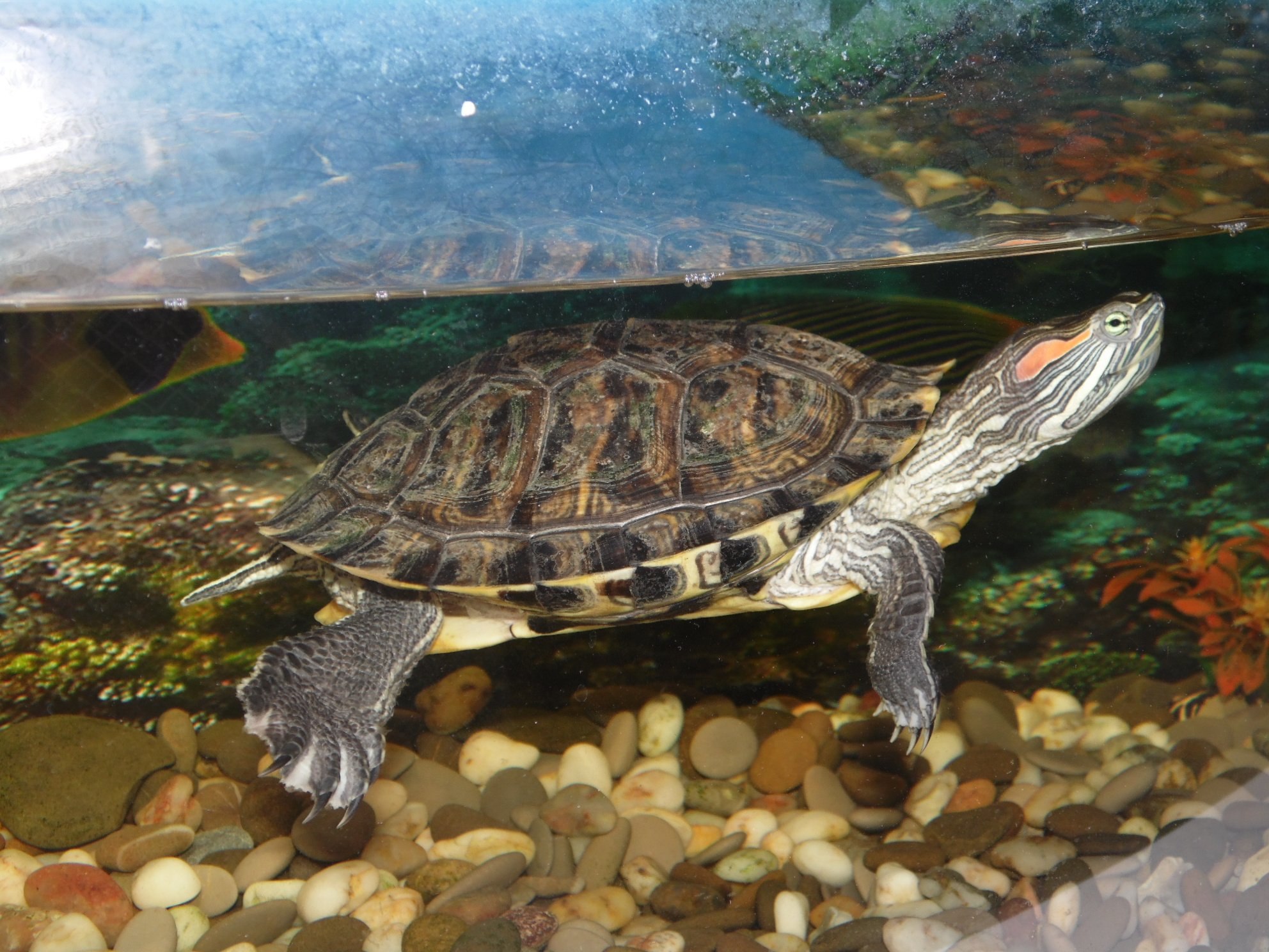 Водяная домашняя черепаха. Красноухая черепаха. Черепаха водная красноухая. Морская черепаха красноухая. Красноухая водоплавающая черепаха.