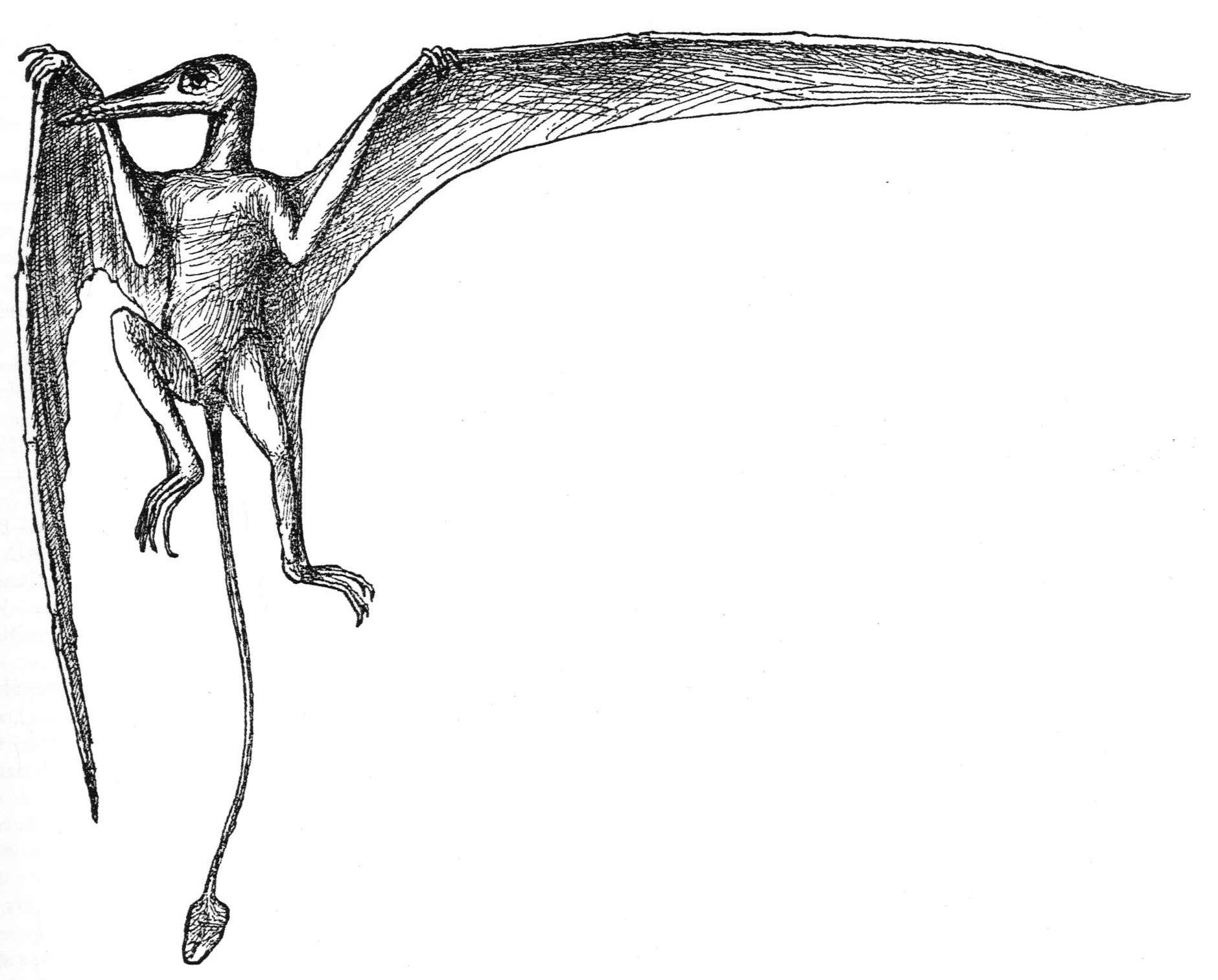Rhamphorhynchus Jessoni