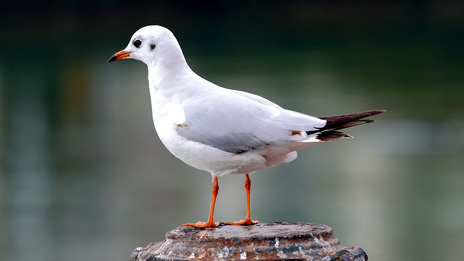 Озёрная Чайка (Larus ridibundus)