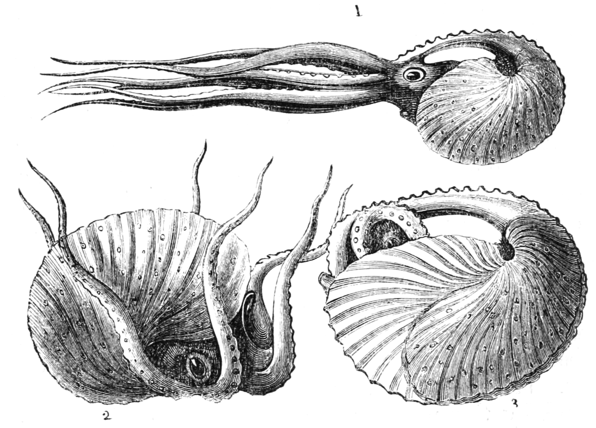 Головоногие моллюски Наутилус