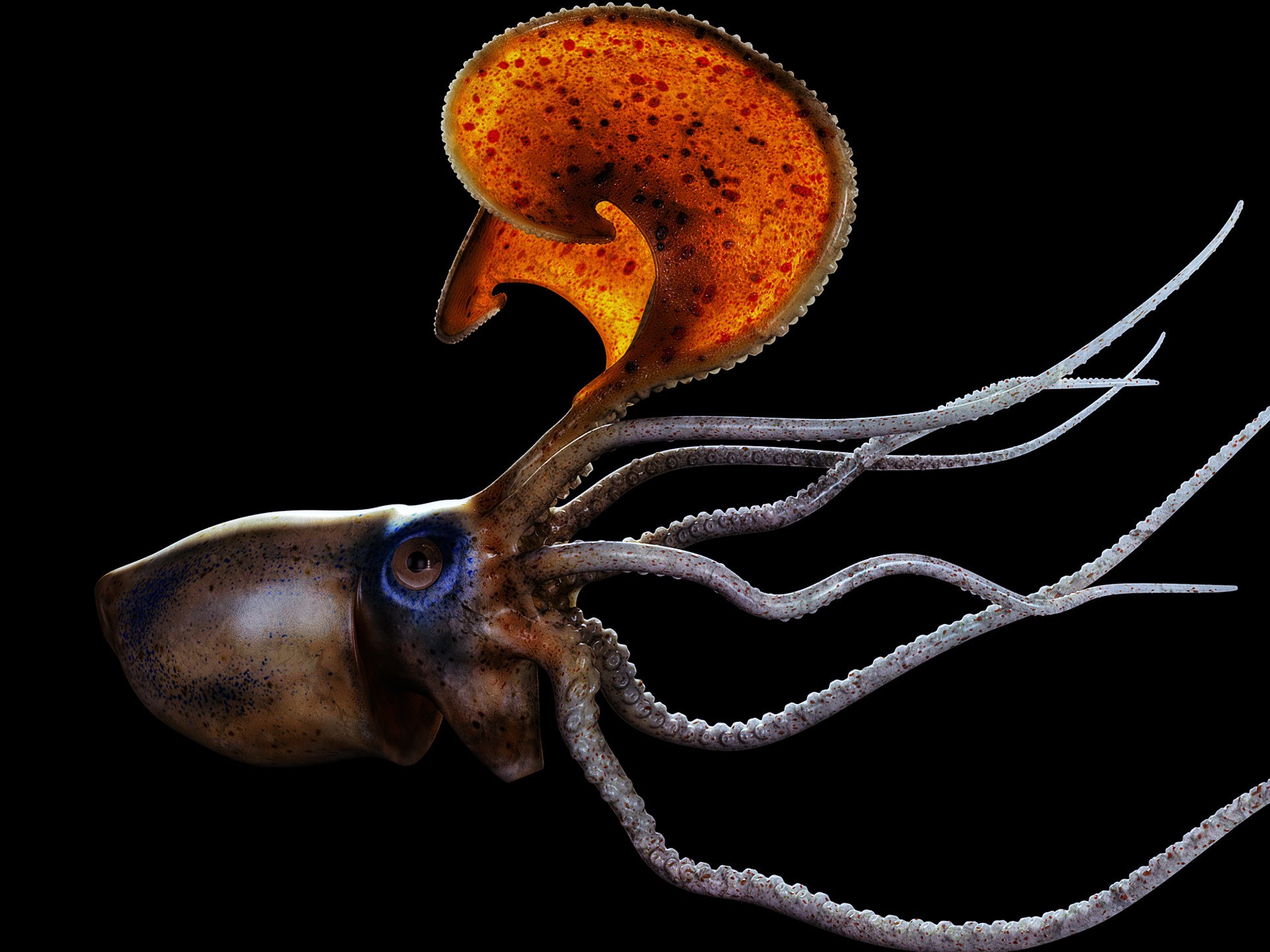 Головоногие осьминог. Аргонавт моллюск. Головоногие моллюски Аргонавт. Осьминог Аргонавт. Головоногие моллюски осьминог.