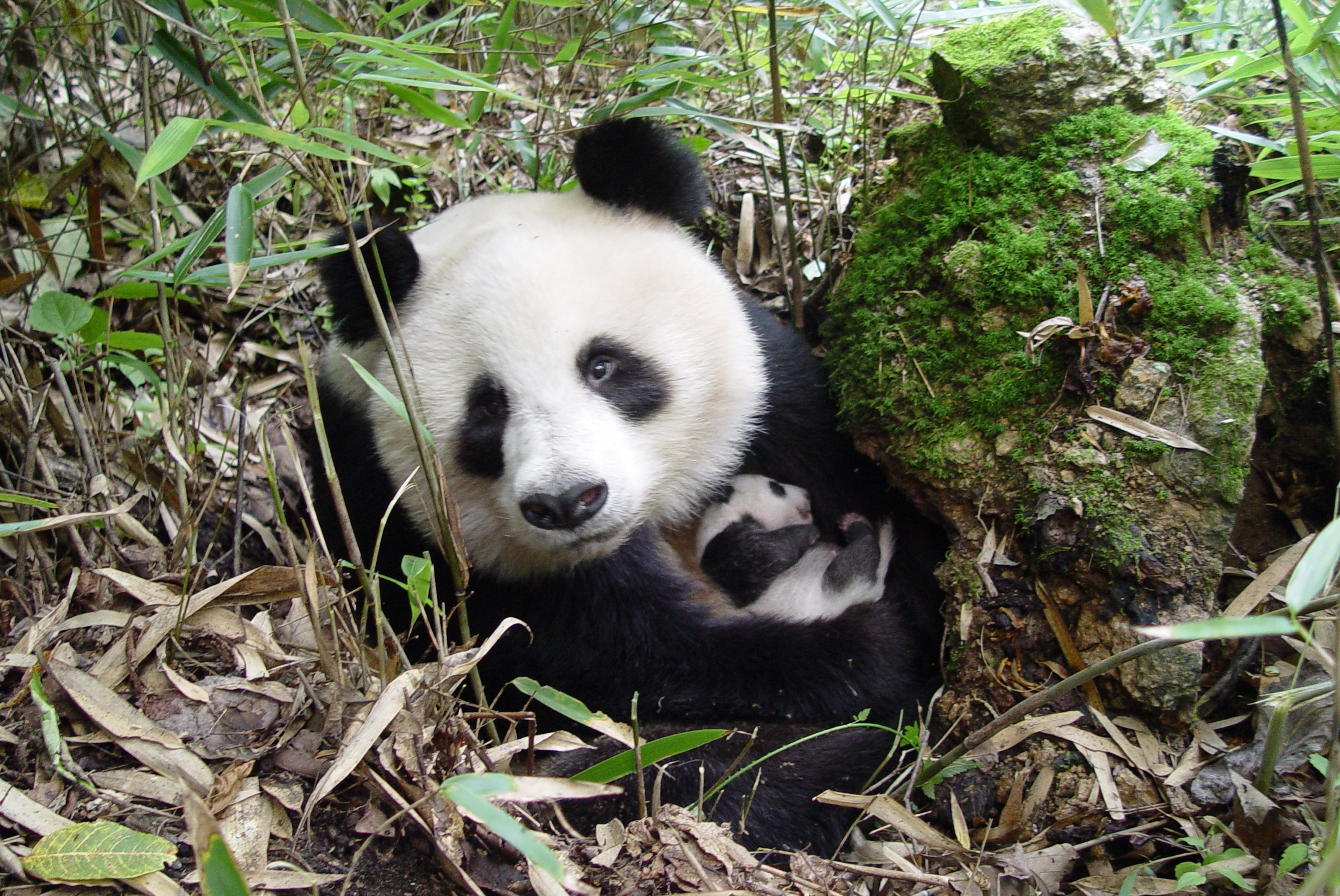 Где живет панда на каком. Сычуань резерваты Панда. Резерваты большой панды в провинции Сычуань. Сычуань заповедник панд. Большая Панда в Китае.