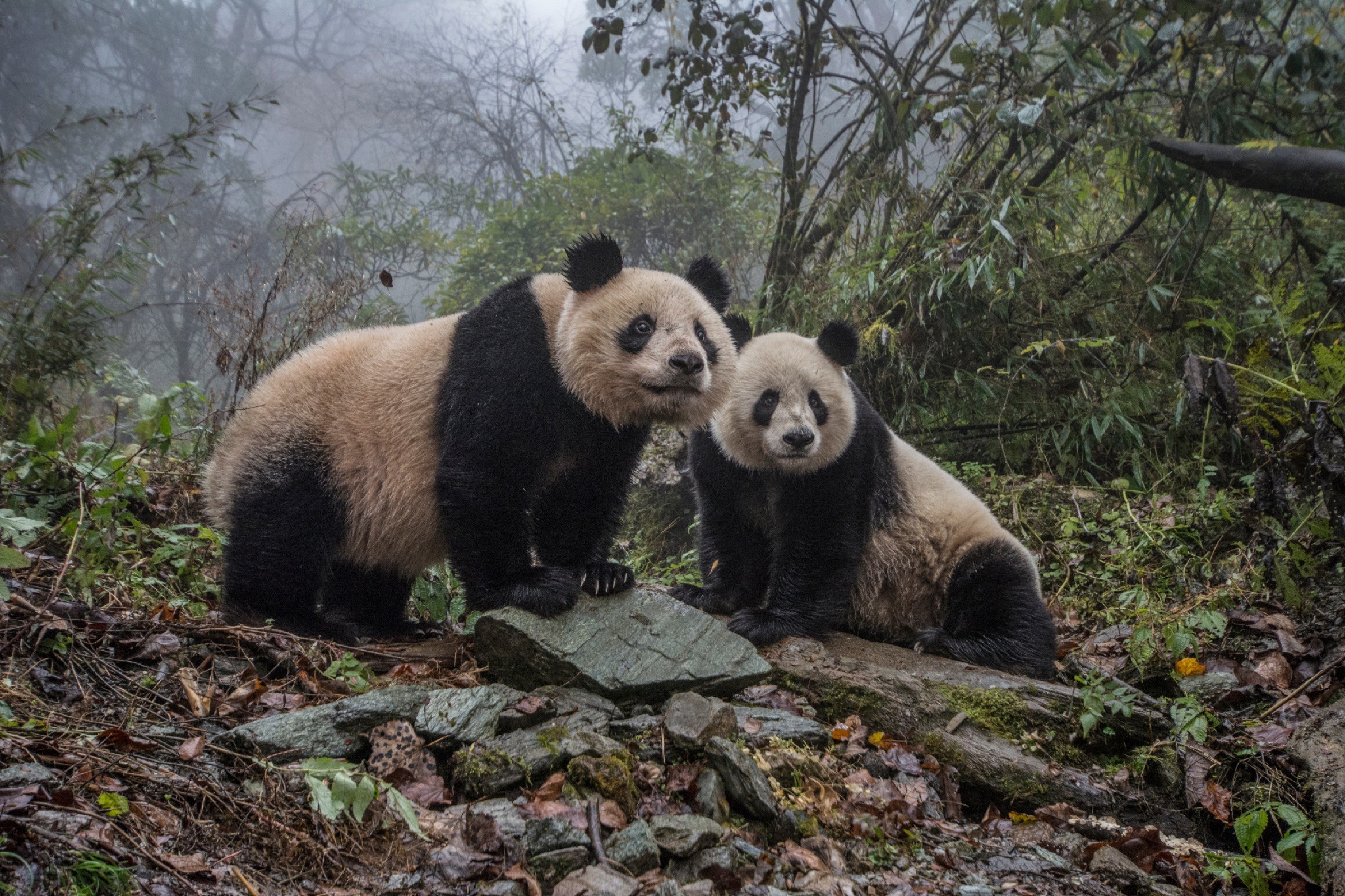 Большая панда живет. Резерваты большой панды в провинции Сычуань. Сычуань заповедник панд. Гигантские панды Сычуань. Резерваты большой панды Сычуань Китай.